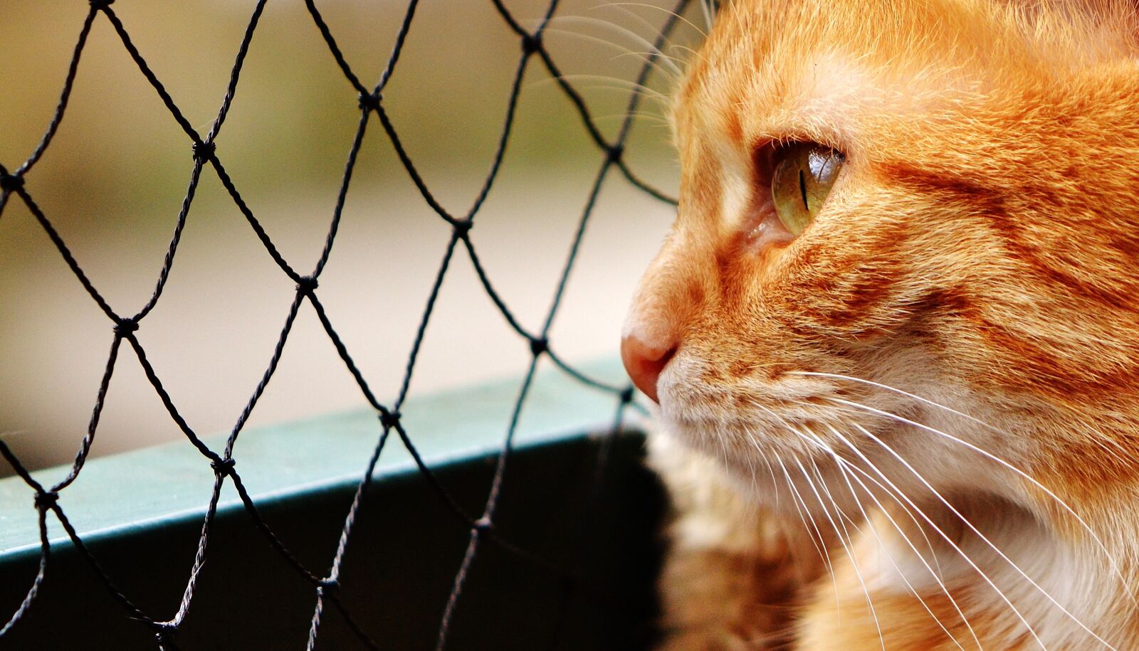Nikon D3200 sample photo. Cat, red, cute photography