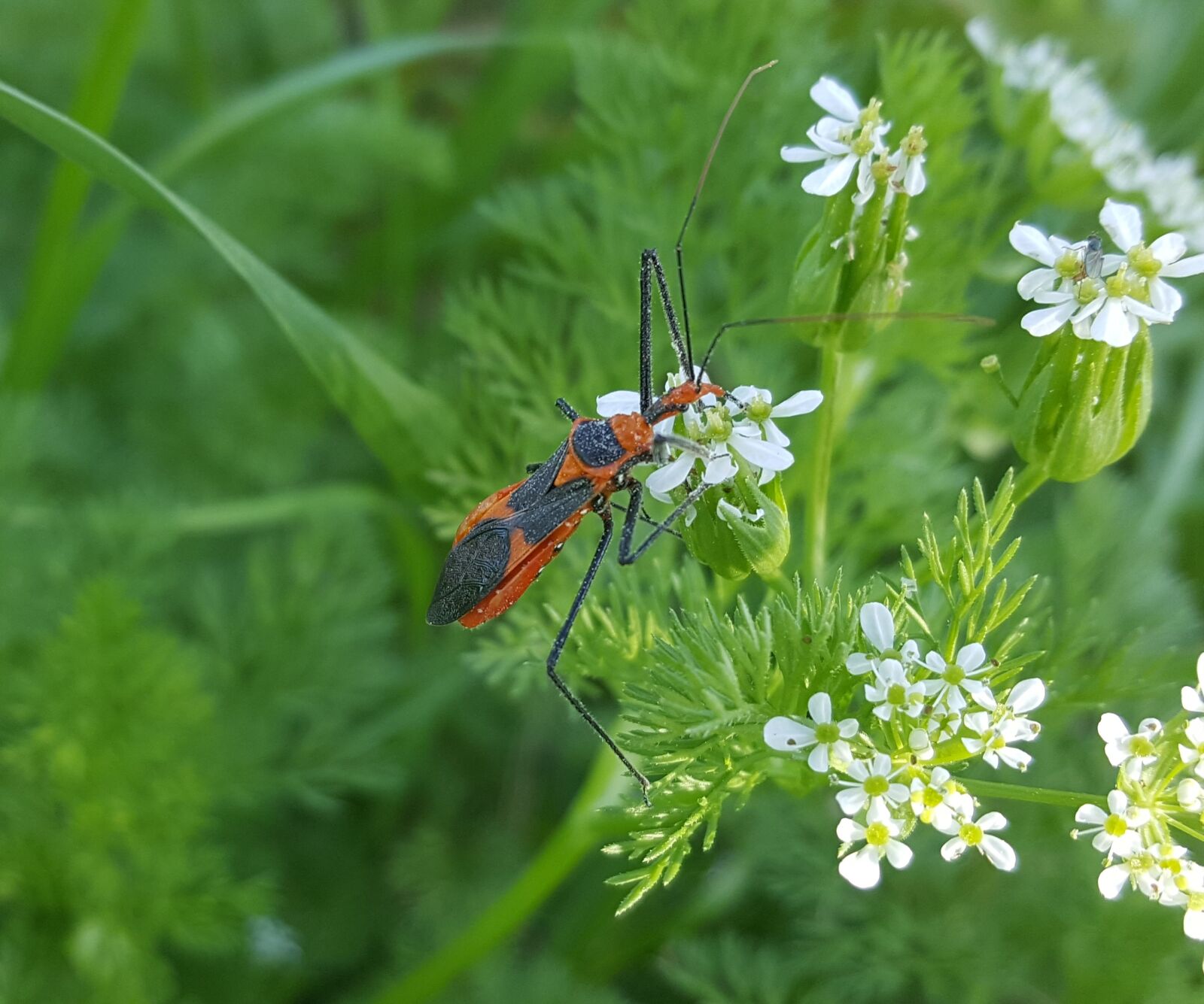 Samsung Galaxy Note5 sample photo. Milkweed assassin bug, assassin photography