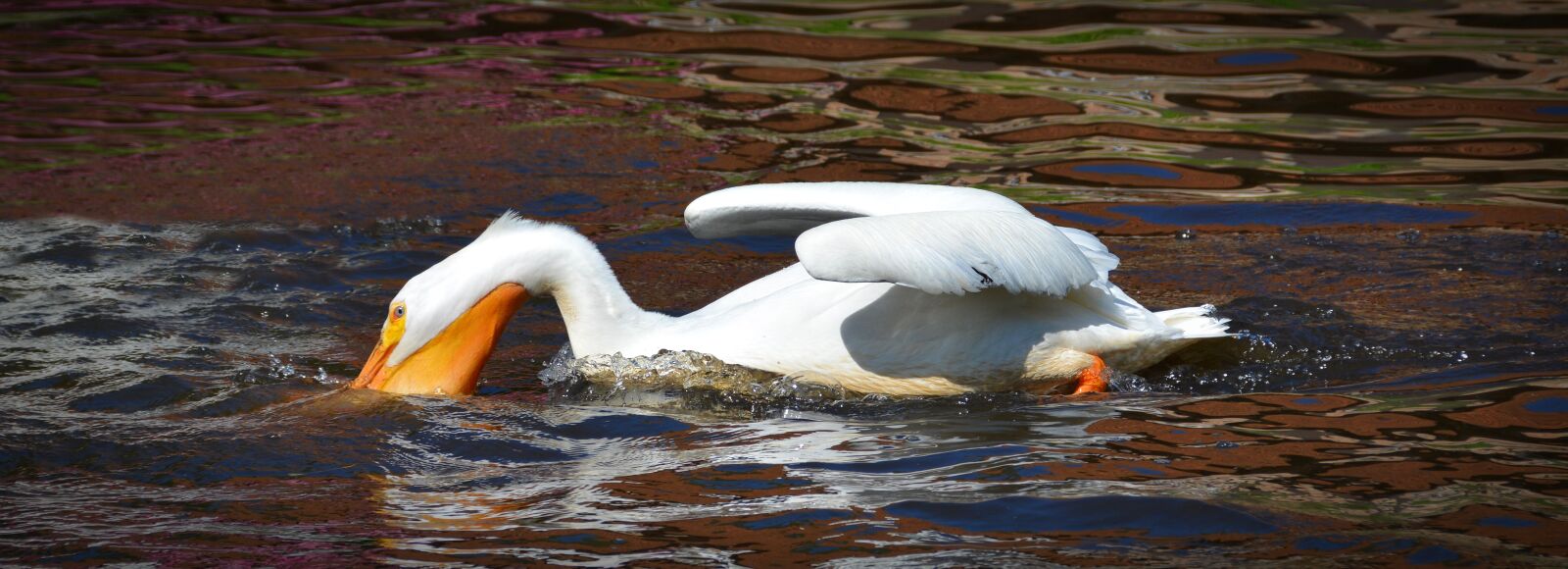 Nikon D5200 sample photo. Rhino pelican, pelikan, bird photography