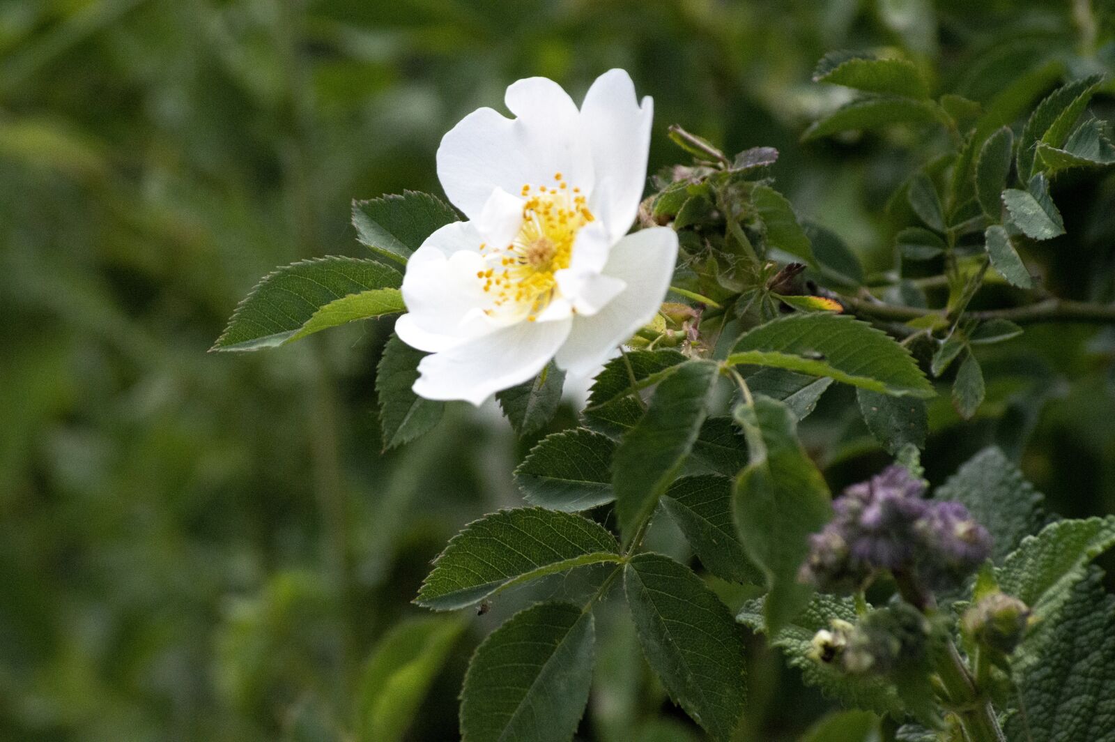 Nikon D3200 sample photo. Chamomile, flower, nature photography