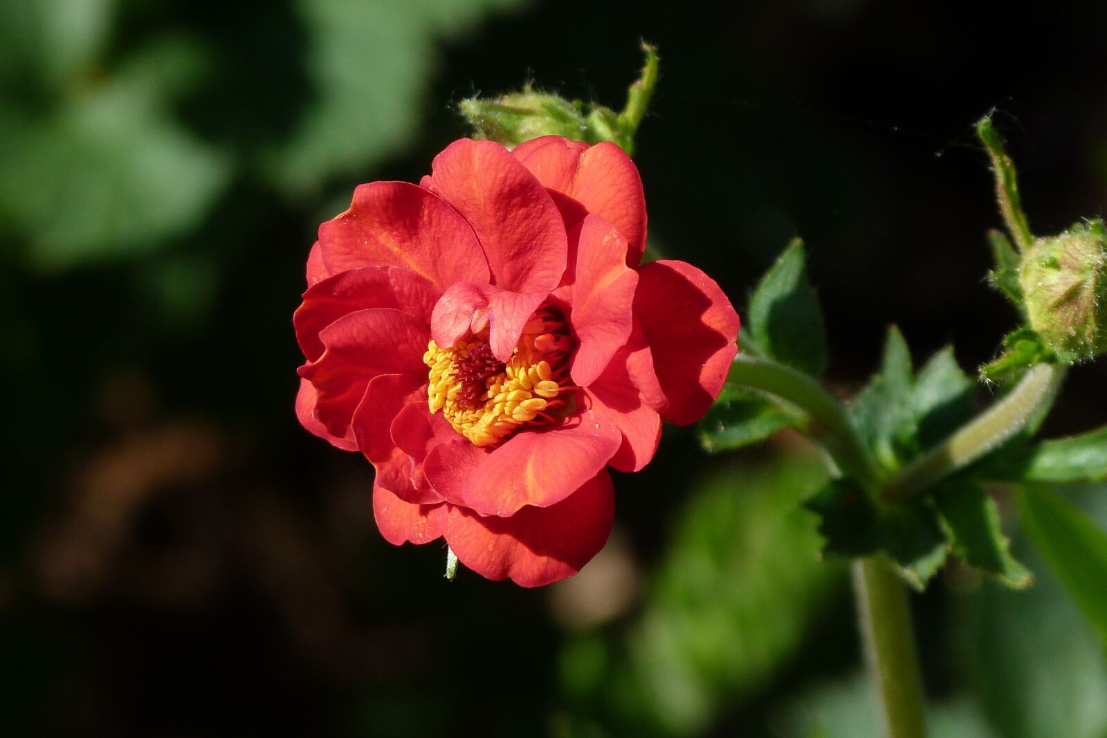 Panasonic Lumix DMC-FZ40 (Lumix DMC-FZ45) sample photo. Geum, red, flower photography