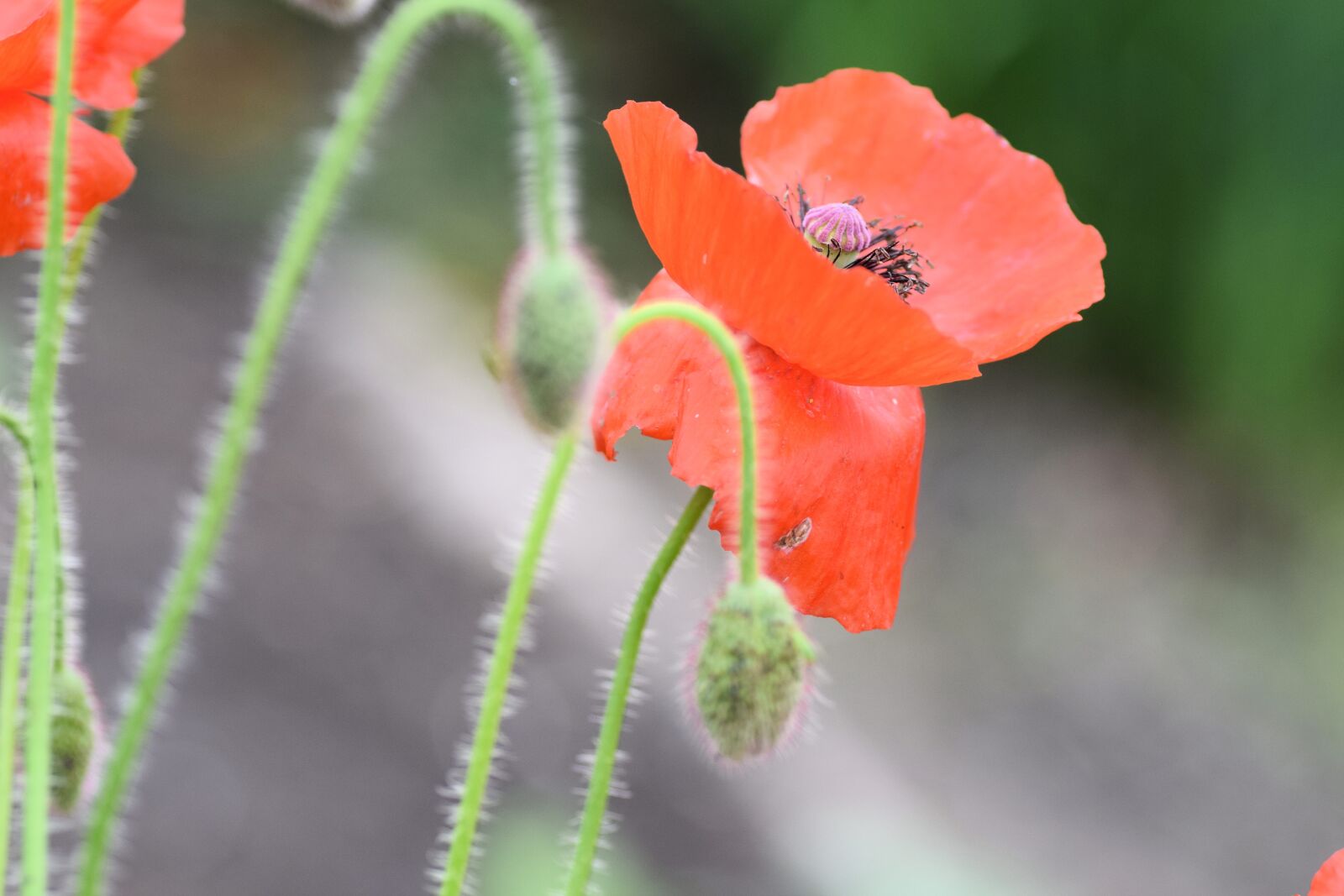 Nikon D5300 sample photo. Poppy, flower, red photography