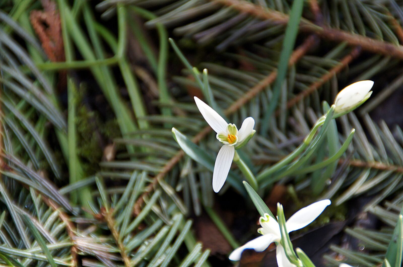 Sony SLT-A35 sample photo. Snowdrop, galanthus nivalis, plant photography