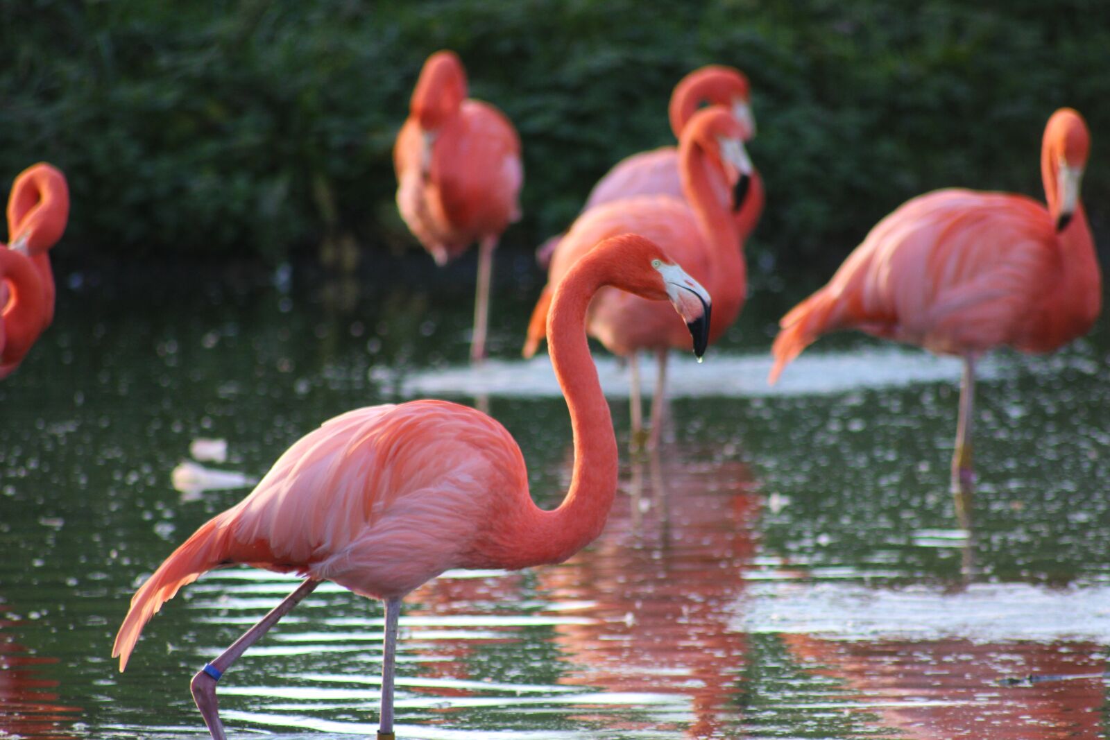 Canon EOS 100D (EOS Rebel SL1 / EOS Kiss X7) sample photo. Flamingo, pink, bird photography