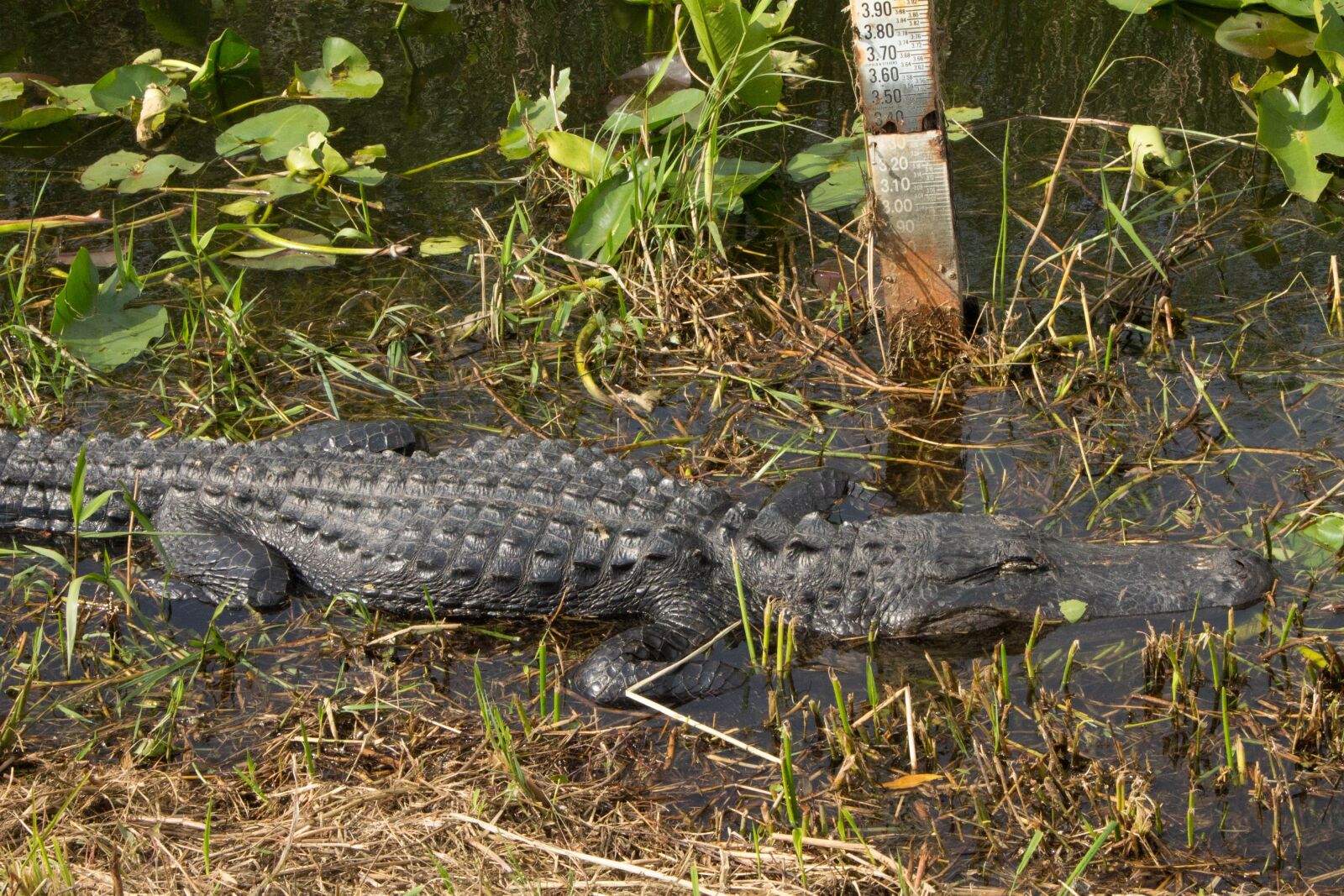 Canon EOS 1100D (EOS Rebel T3 / EOS Kiss X50) sample photo. Alligator, everglades, reptile photography