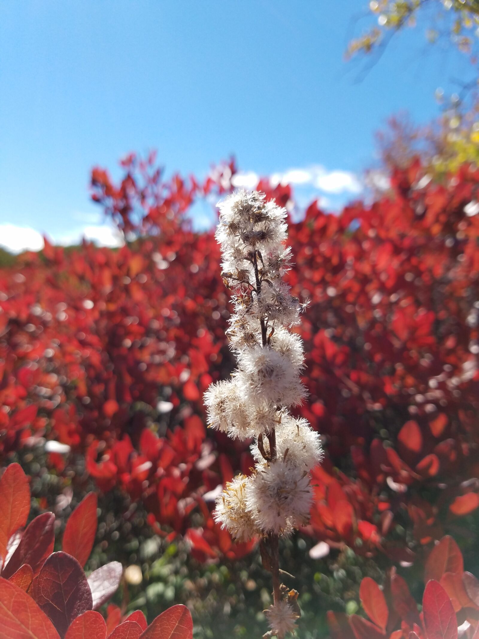 Samsung Galaxy S7 sample photo. Colors, flowers, cotton photography