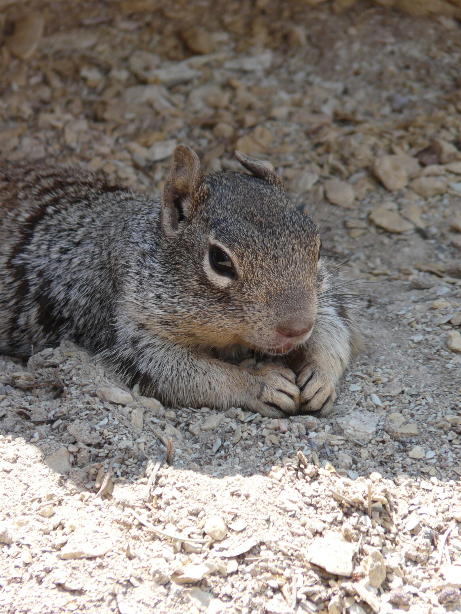 Panasonic DMC-FZ18 sample photo. Wildlife, grand canyon, squirrel photography