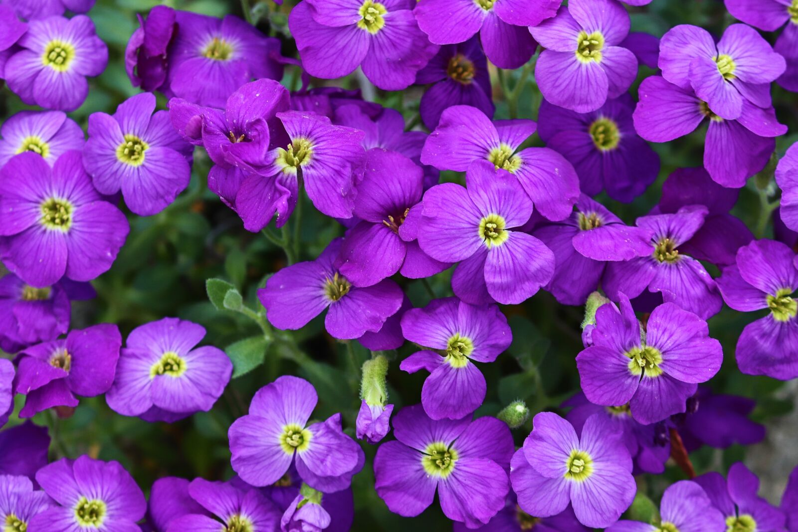 Canon EOS 200D (EOS Rebel SL2 / EOS Kiss X9) sample photo. Blue pillow, aubrieta, aubrietien photography