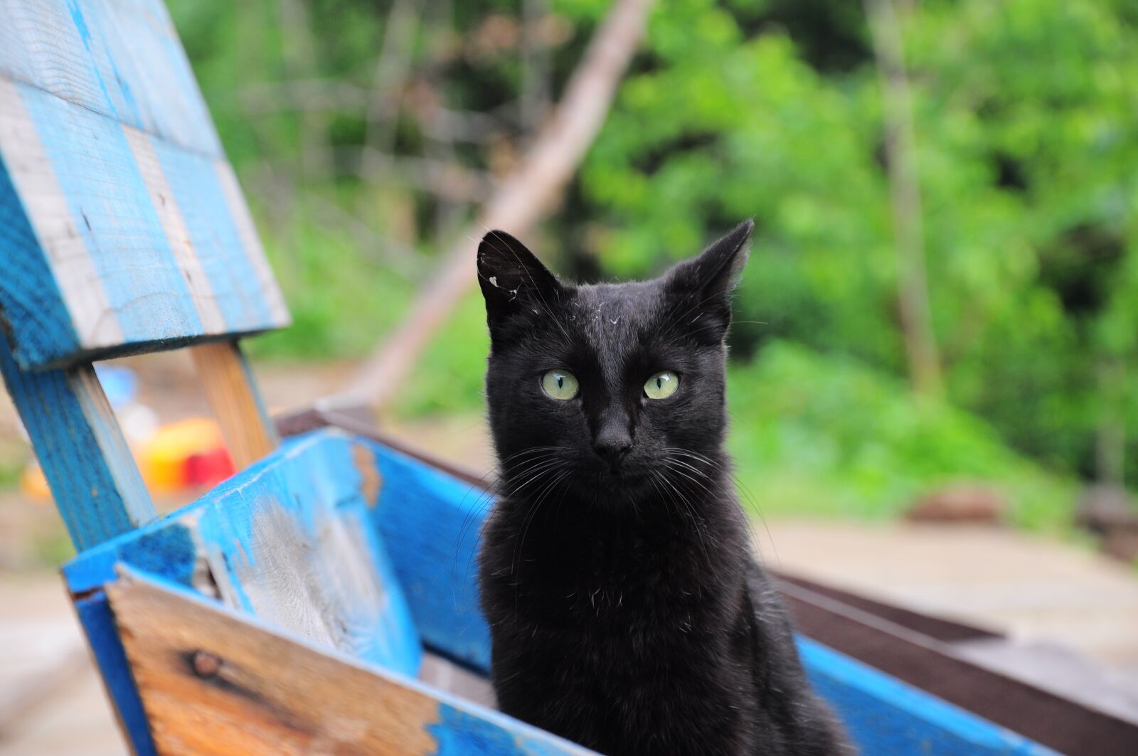 Nikon D90 sample photo. Cat, cat pictures, black photography