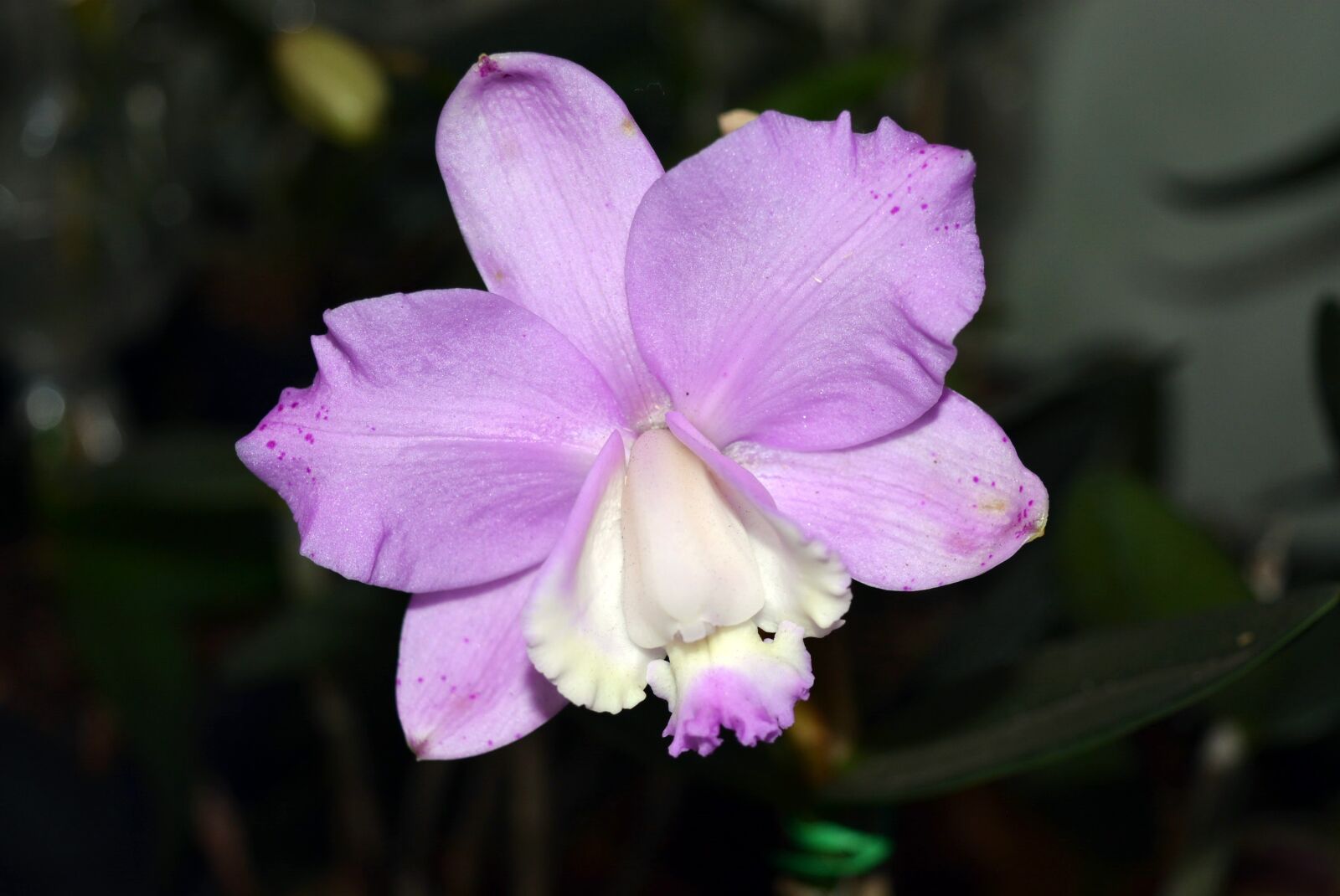 Nikon D5200 sample photo. Flower, plant, nature photography