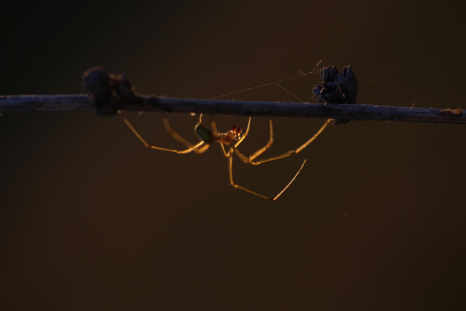 Canon EF-S 60mm F2.8 Macro USM sample photo. Spider, casey, light photography