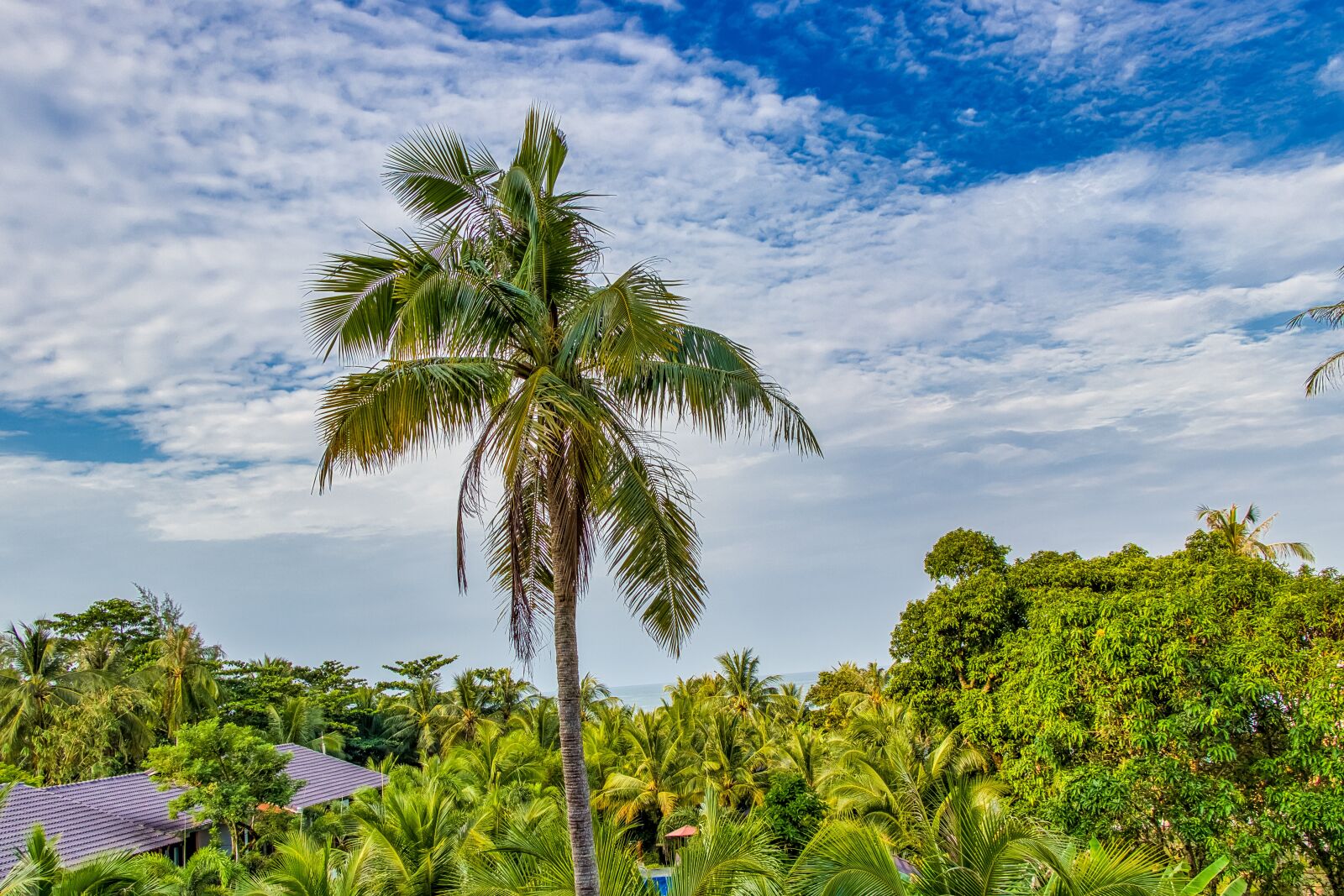 Canon EOS 80D sample photo. Palma, vietnam, sky photography