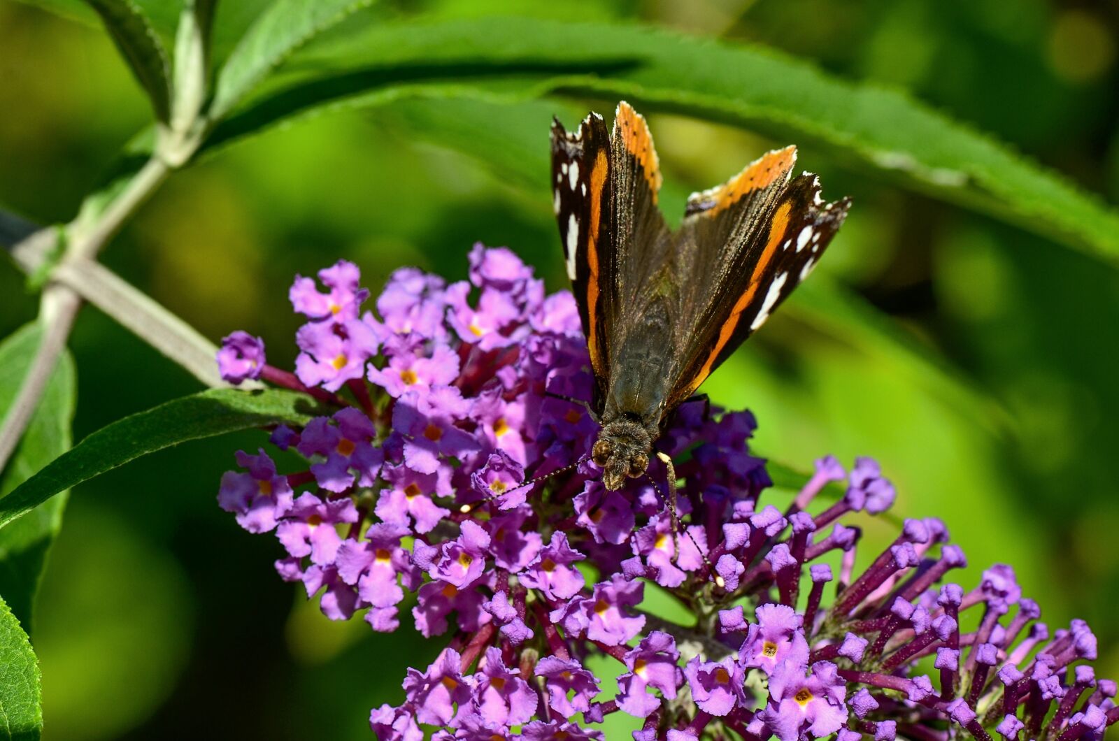 Nikon D7000 sample photo. Butterfly, blossom, bloom photography