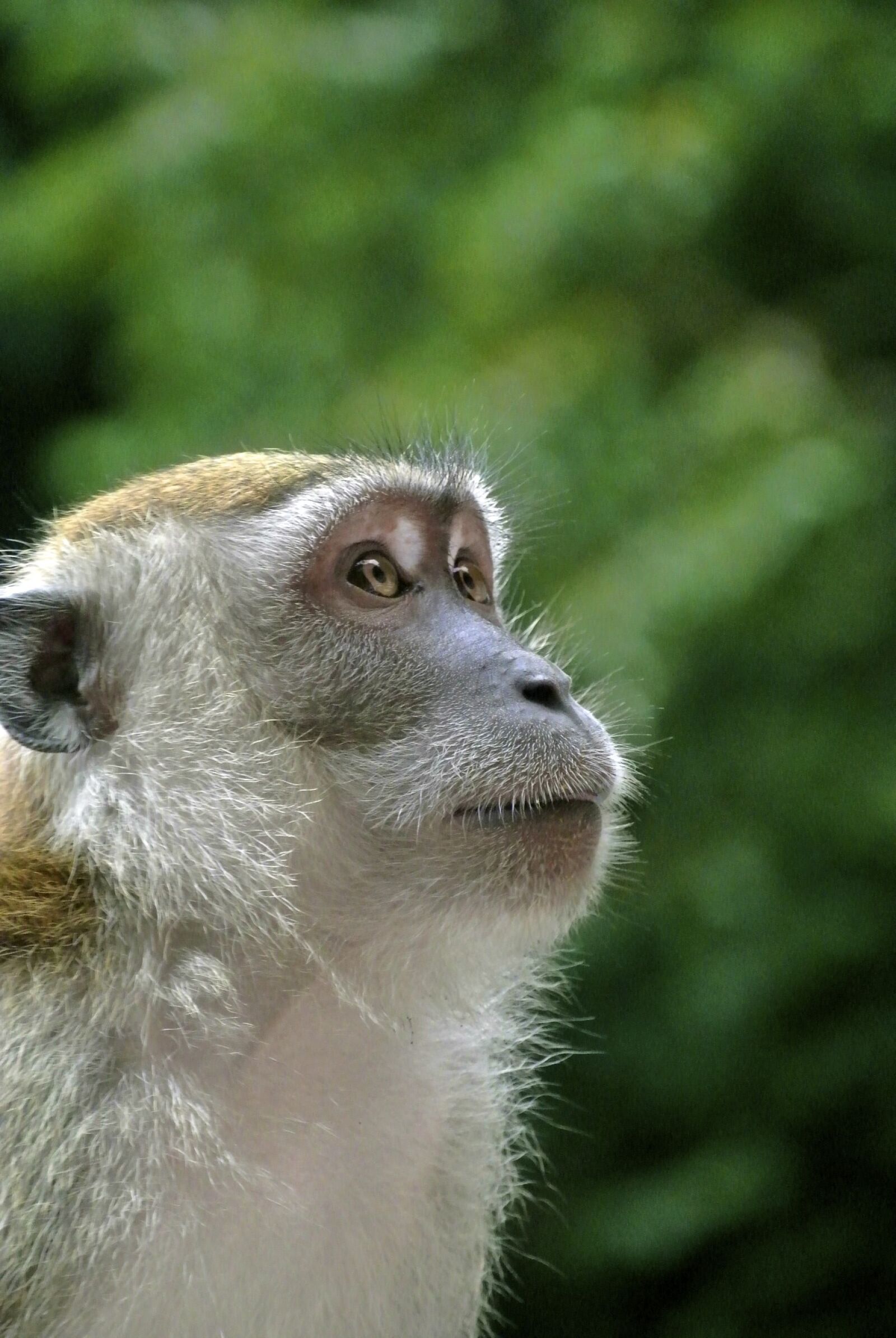 Nikon 1 Nikkor VR 30-110mm F3.8-5.6 sample photo. Monkey photography