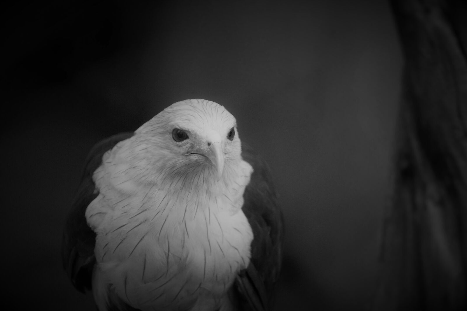 Canon EOS 1200D (EOS Rebel T5 / EOS Kiss X70 / EOS Hi) sample photo. White eagle, white, black photography