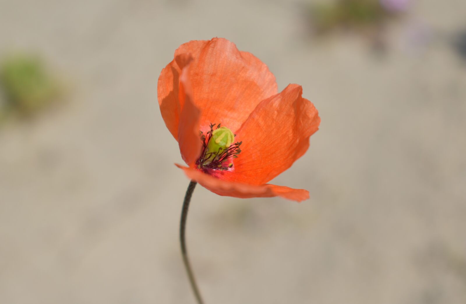 Nikon D5600 sample photo. Plant, flower, orange photography