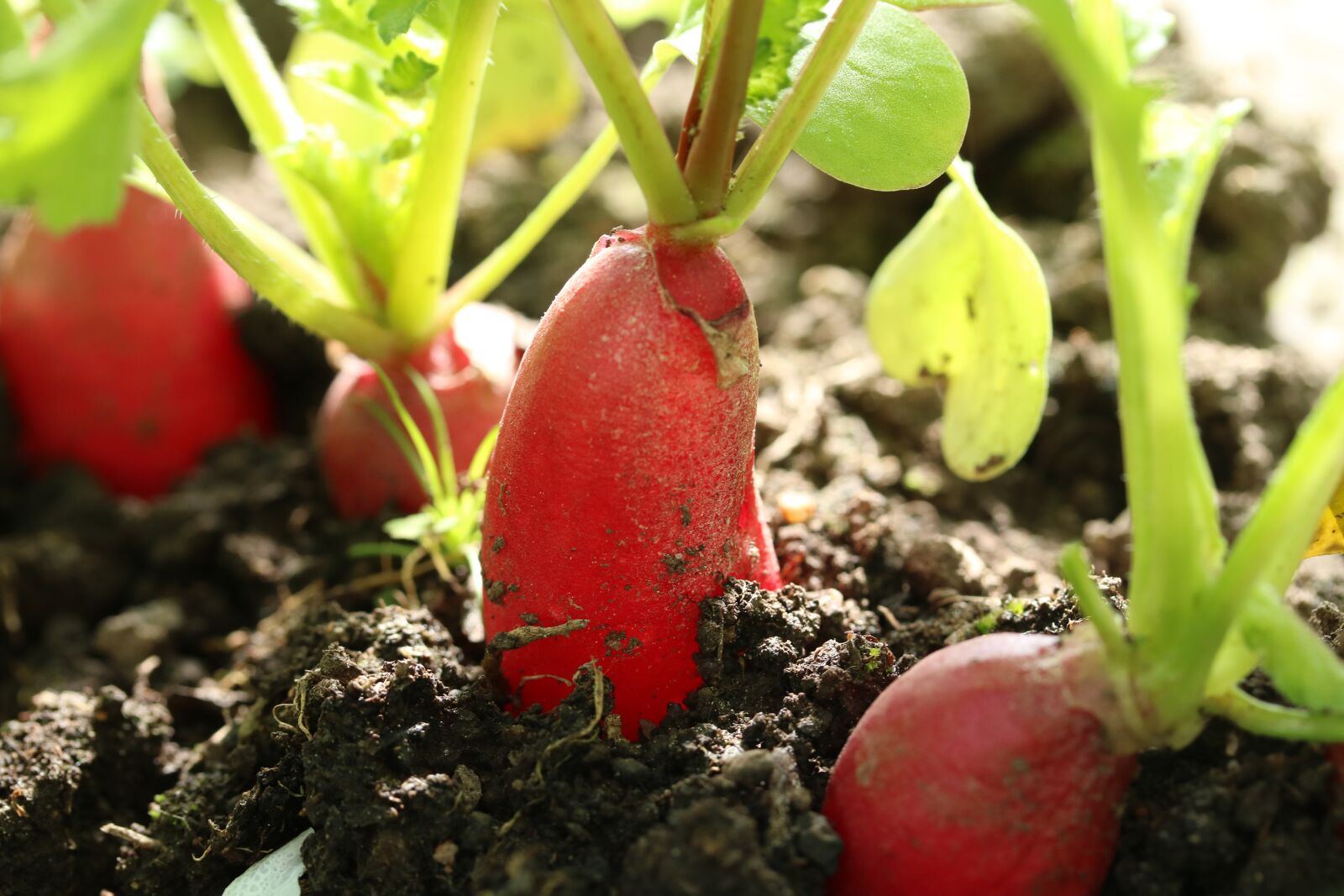 Canon EOS 750D (EOS Rebel T6i / EOS Kiss X8i) + Canon EF-S 60mm F2.8 Macro USM sample photo. Radishes, vegetables, cultivation photography