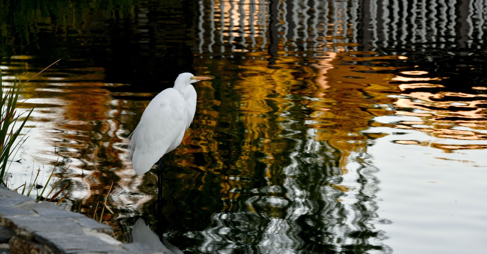 Nikon D750 sample photo. Egret, standing, water photography