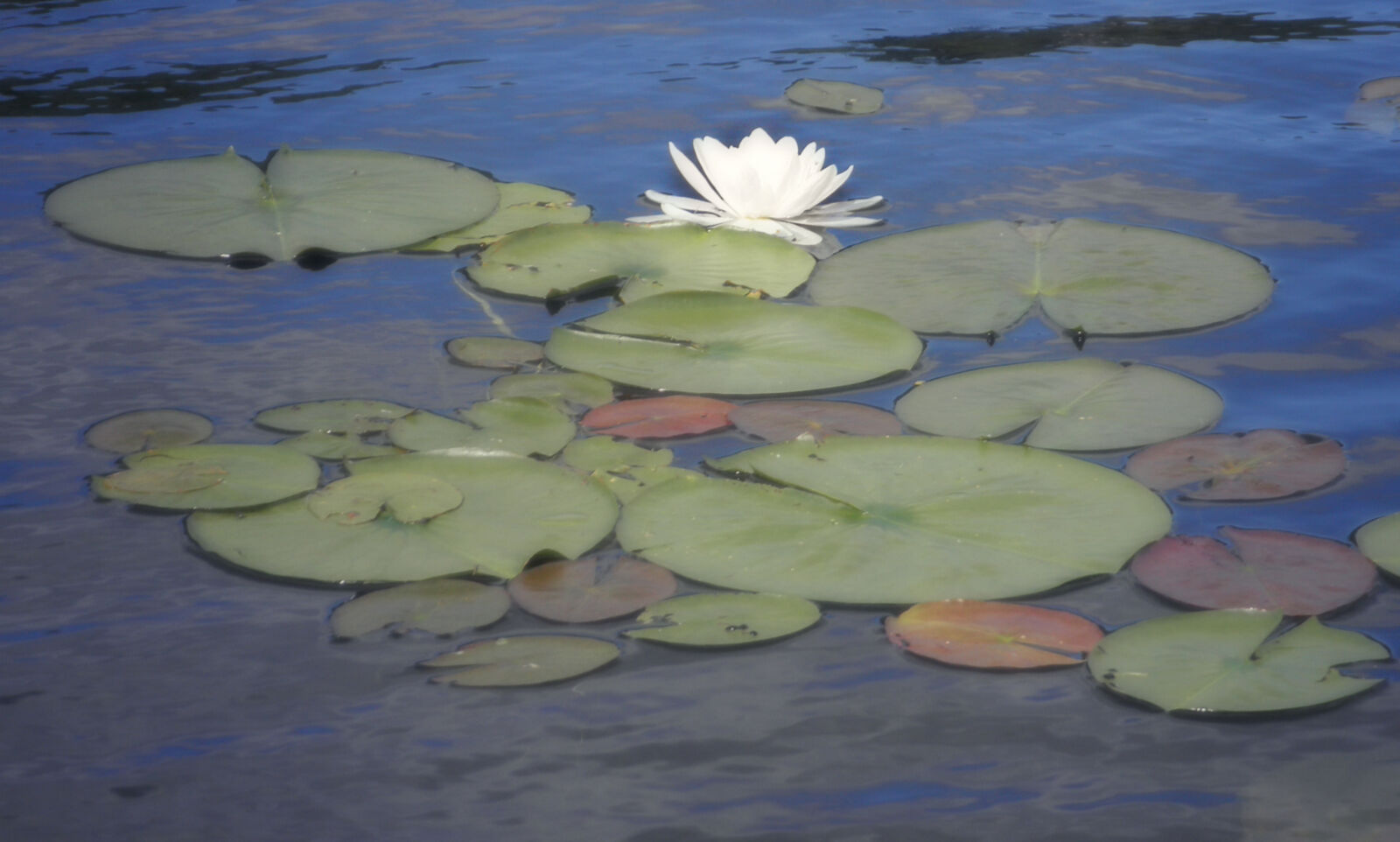 Olympus FE4010,X930 sample photo. Aquatic, plant, beautiful, floating photography