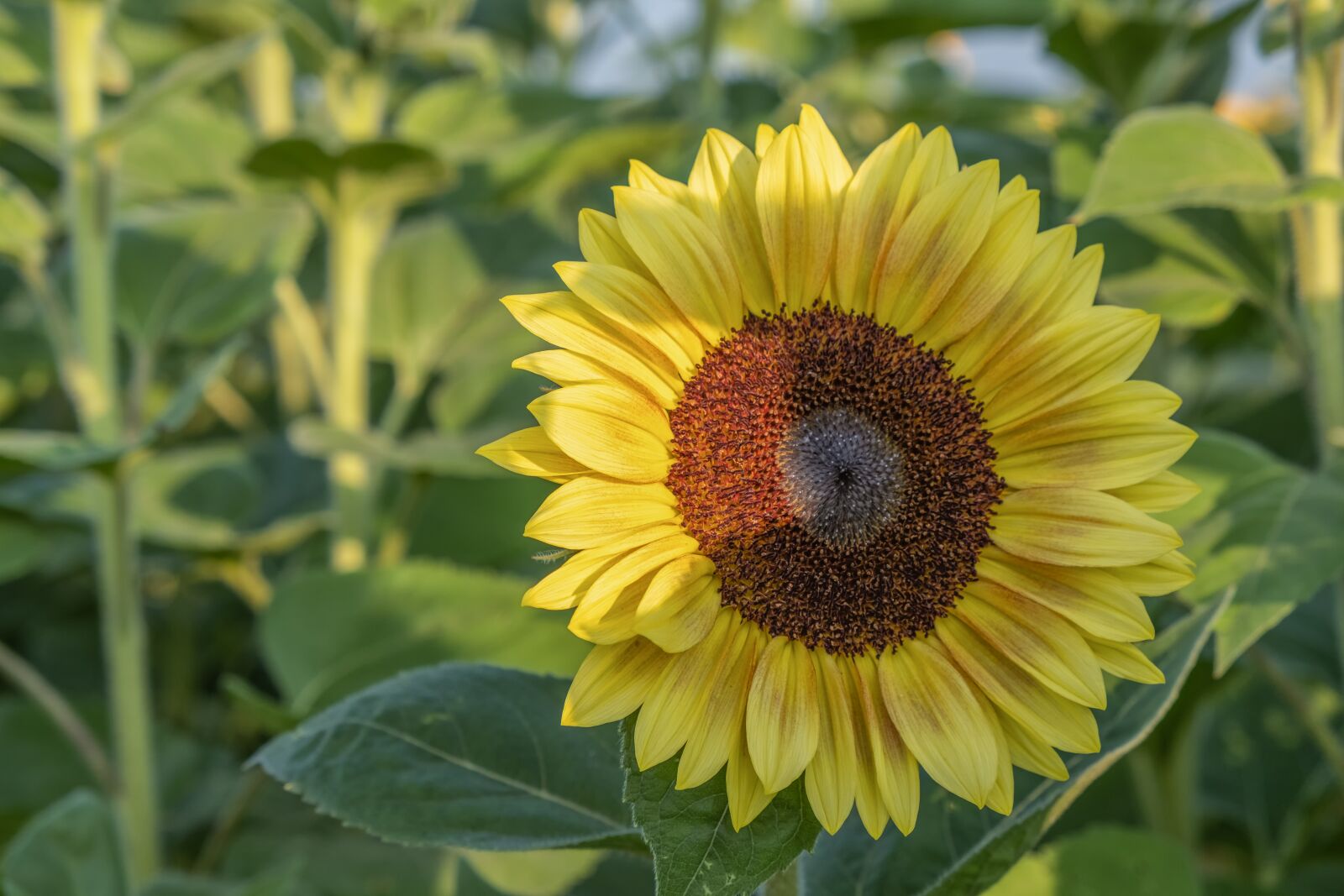 Fujifilm X-T30 sample photo. Sunflower, flower, yellow flower photography