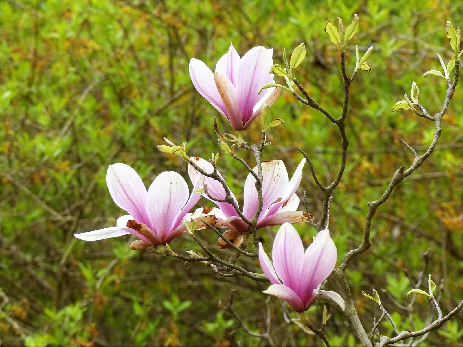 Panasonic Lumix DMC-FZ200 sample photo. Nature, flower, plant photography