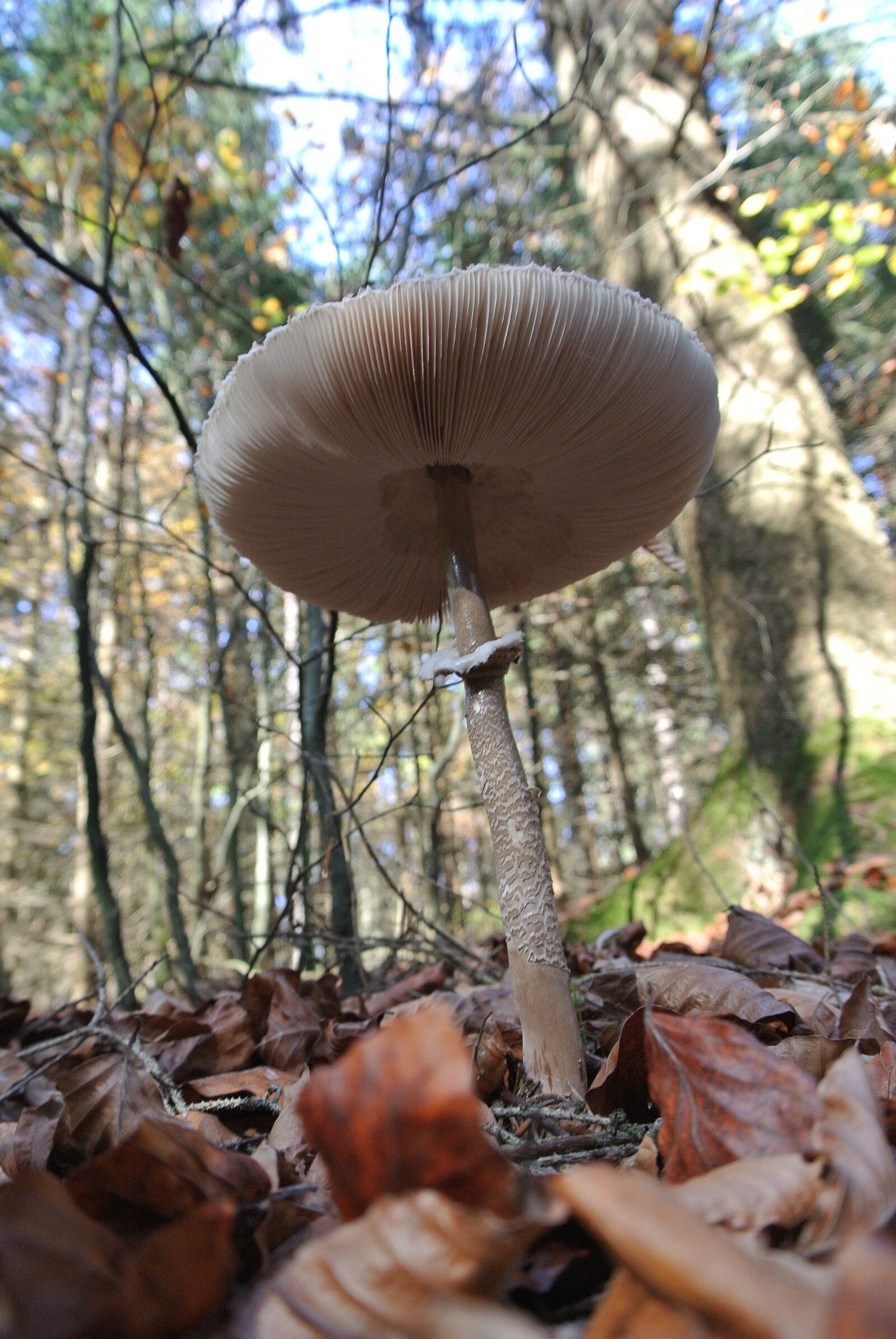 Nikon 1 J1 sample photo. Forest, leaves, mushroom photography