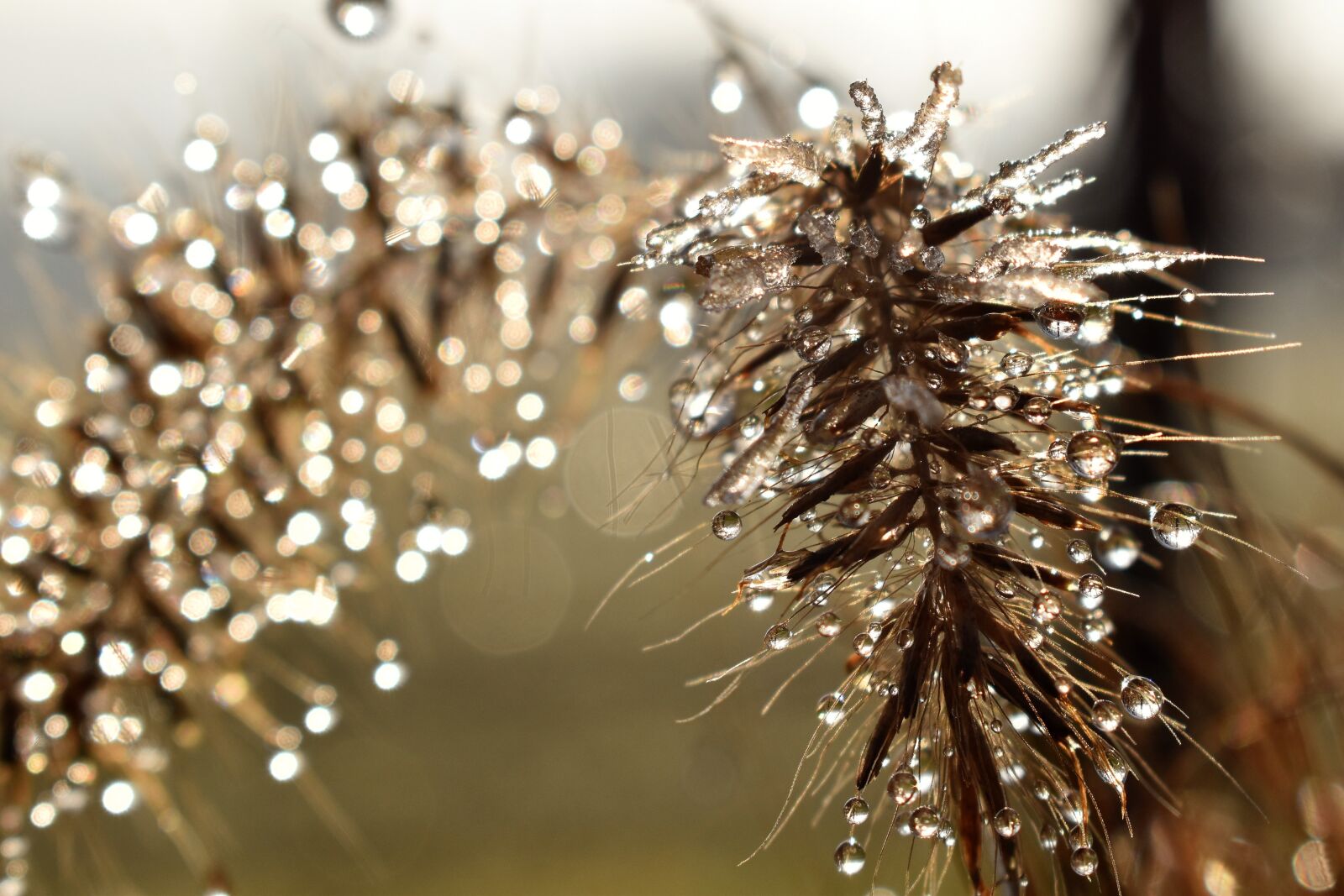 Nikon D5500 sample photo. Drip, dew, dewdrop photography
