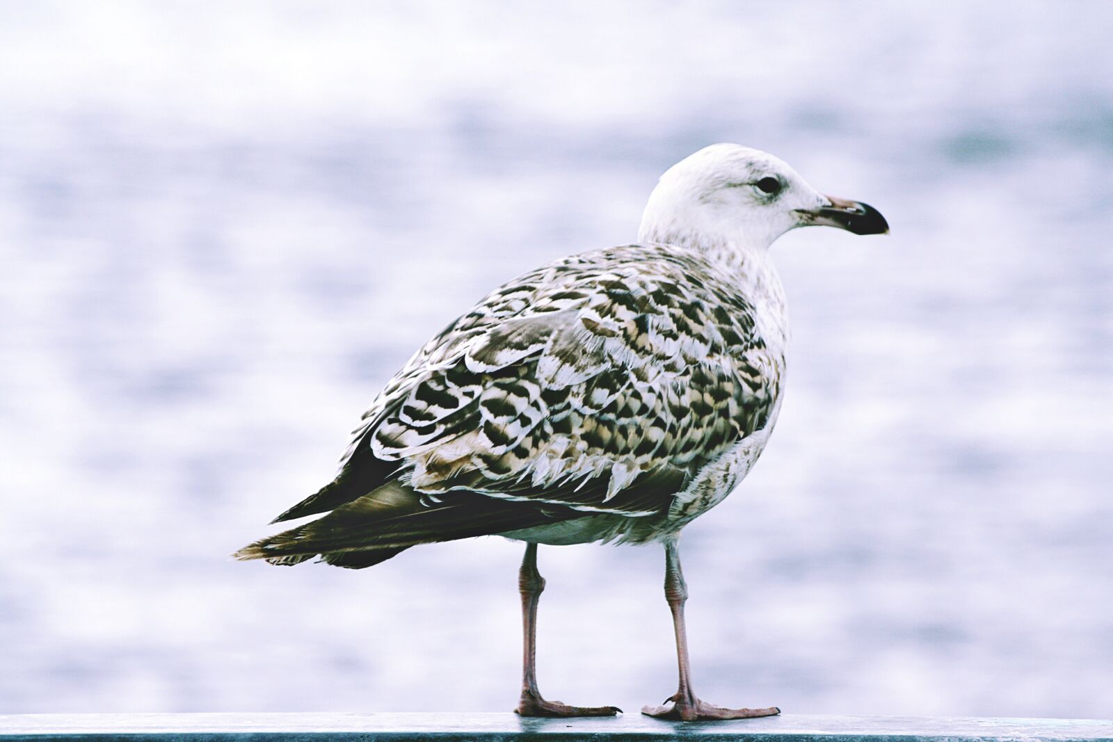 Canon EOS 1000D (EOS Digital Rebel XS / EOS Kiss F) sample photo. Bird, gull, portrait photography