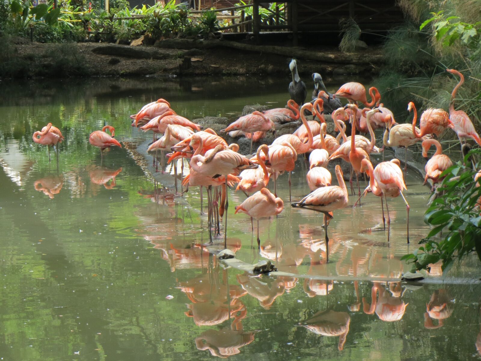 Canon PowerShot ELPH 520 HS (IXUS 500 HS / IXY 3) sample photo. Animals, flamingos, nature photography