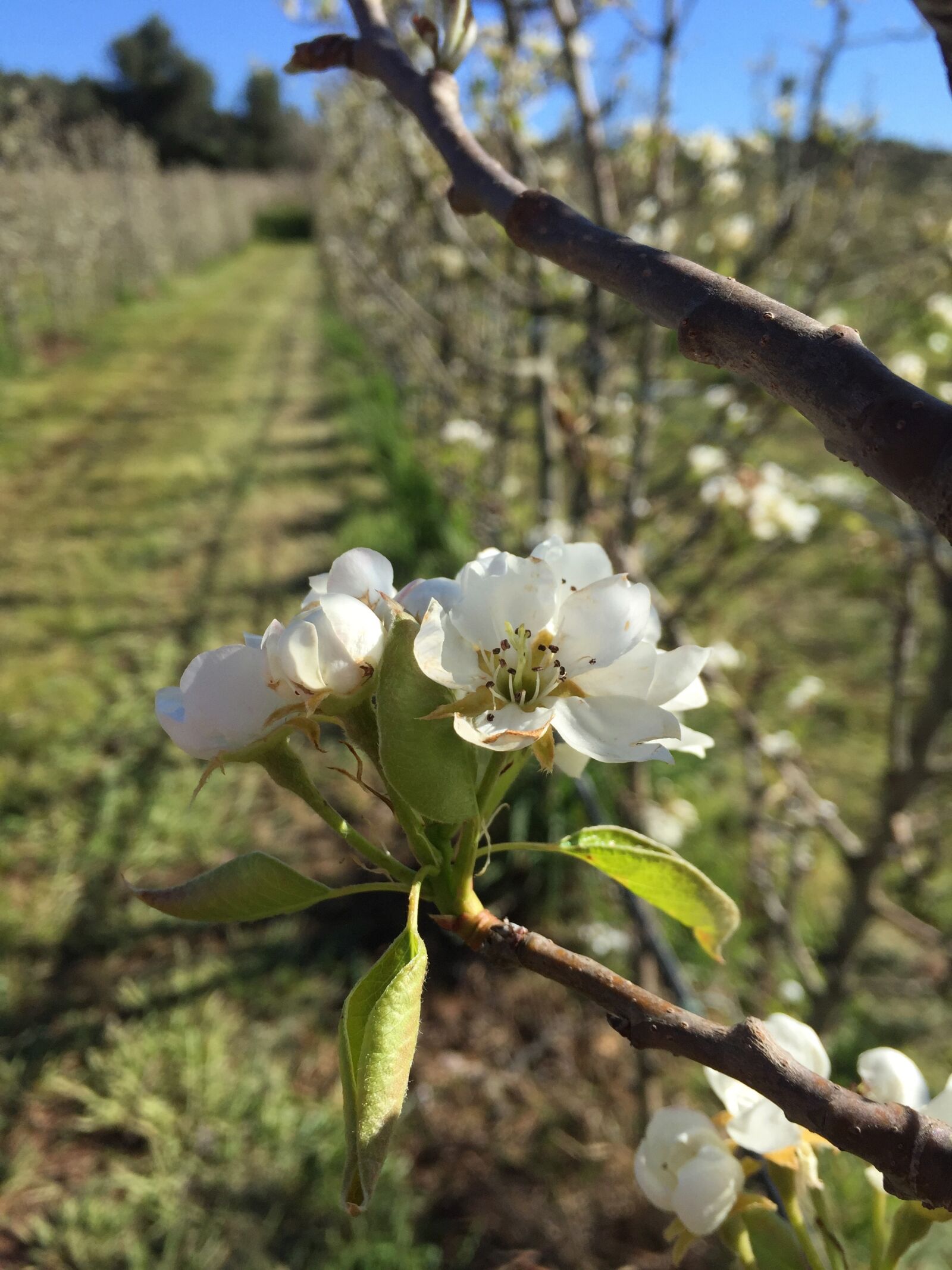 Apple iPhone 6 sample photo. Flower, country, nature photography