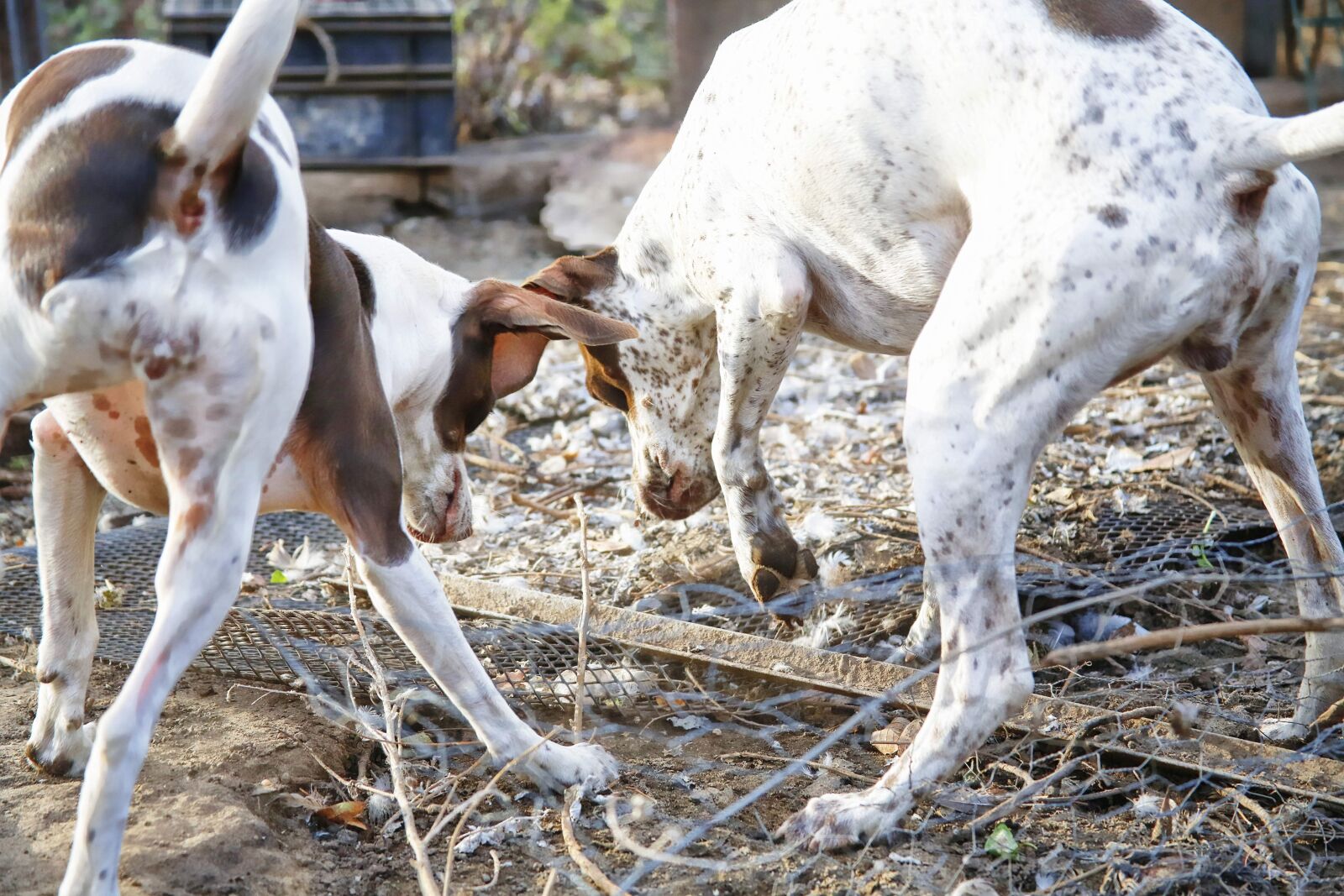 Canon EOS 5D Mark III sample photo. Dog, hunting, canine photography
