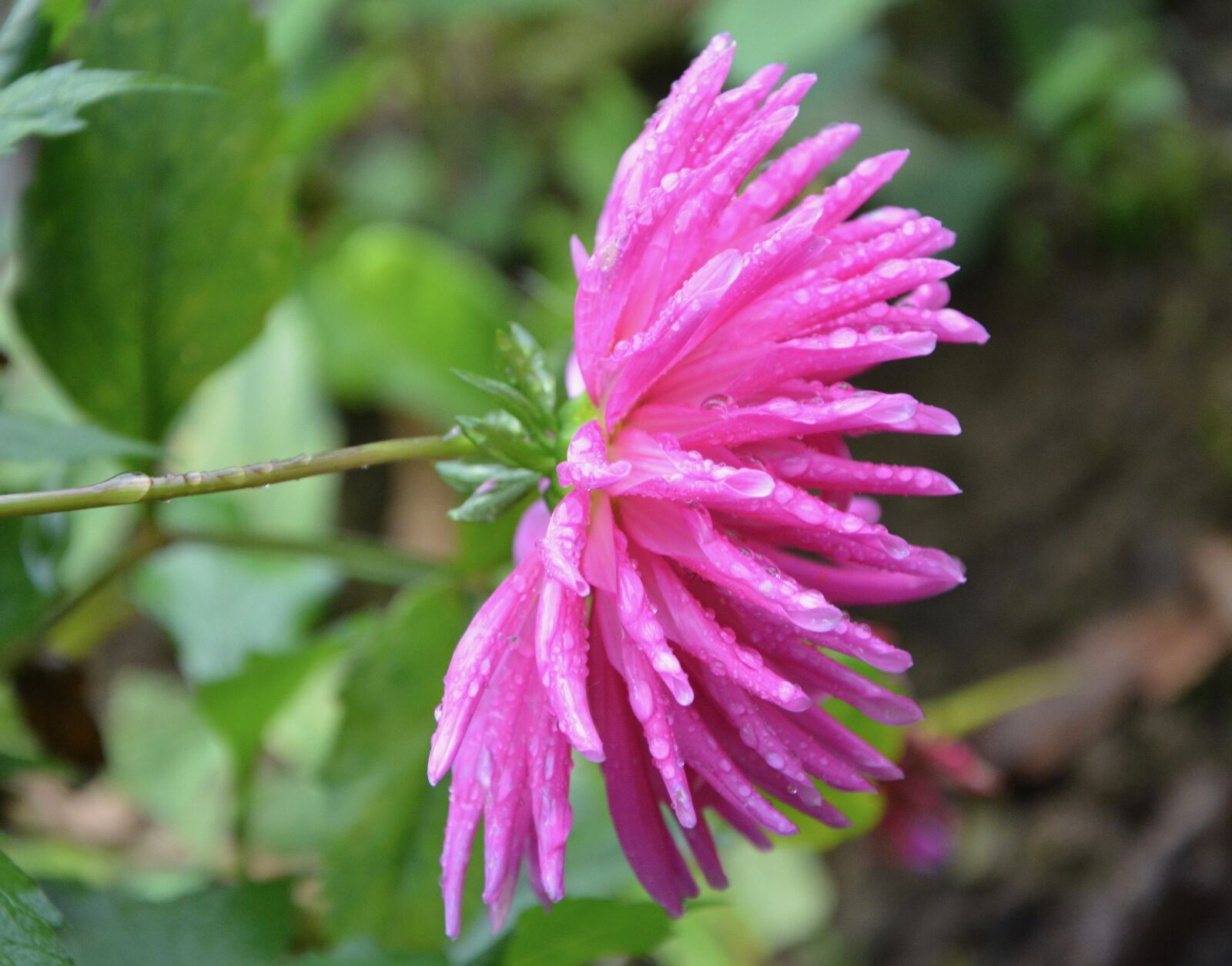 Nikon D5200 sample photo. Pink flower, petals, green photography