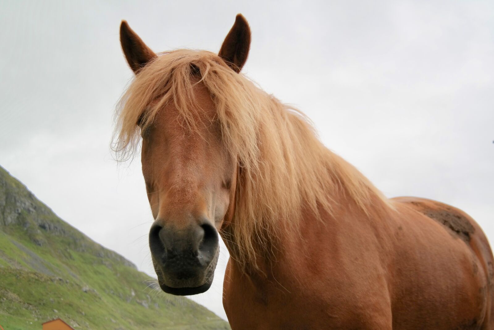 Samsung NX300 sample photo. Horse, fuchs, portrait photography