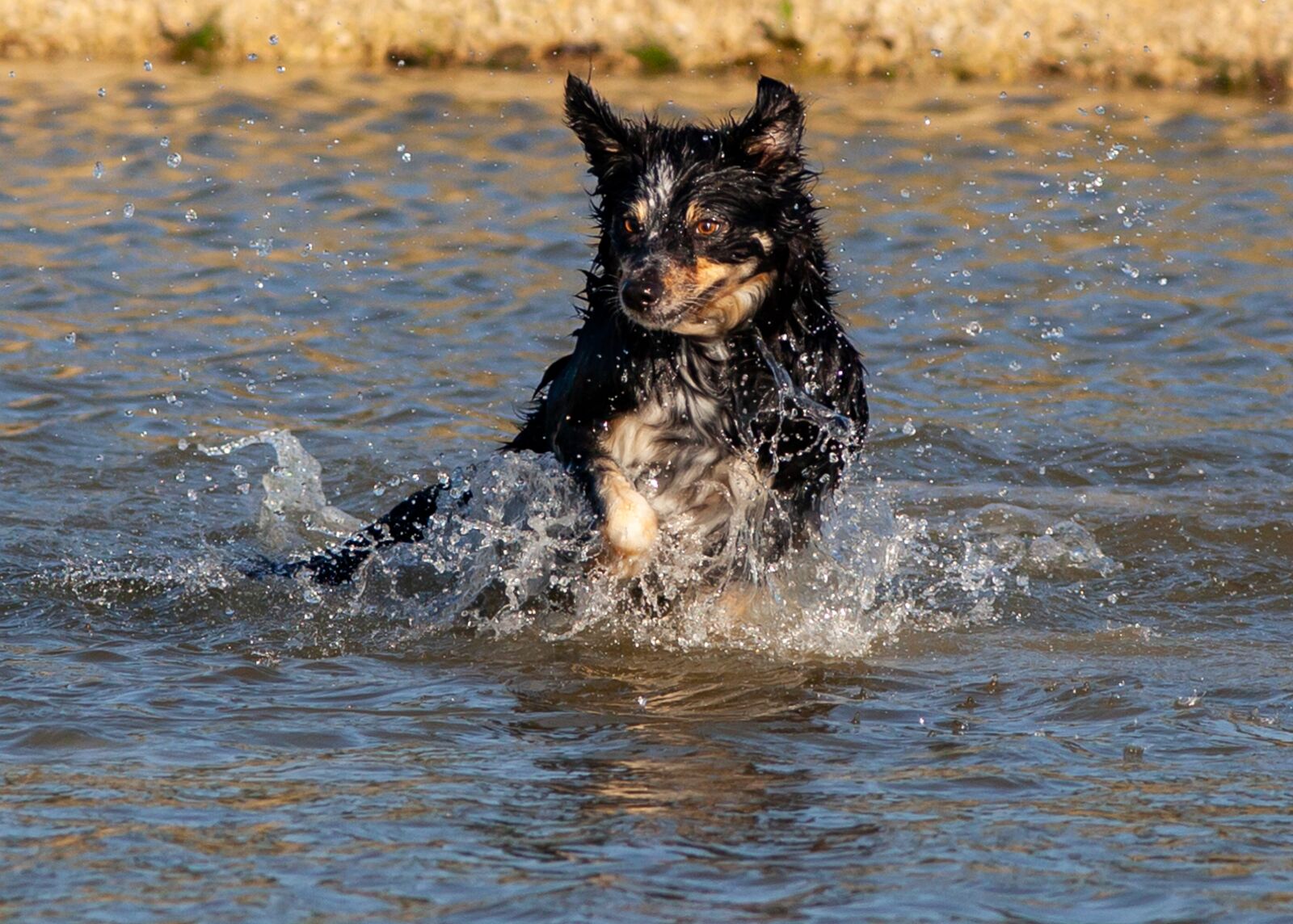 Canon EOS 5D Mark II + Canon EF 300mm F4L IS USM sample photo. Dog in water, border photography