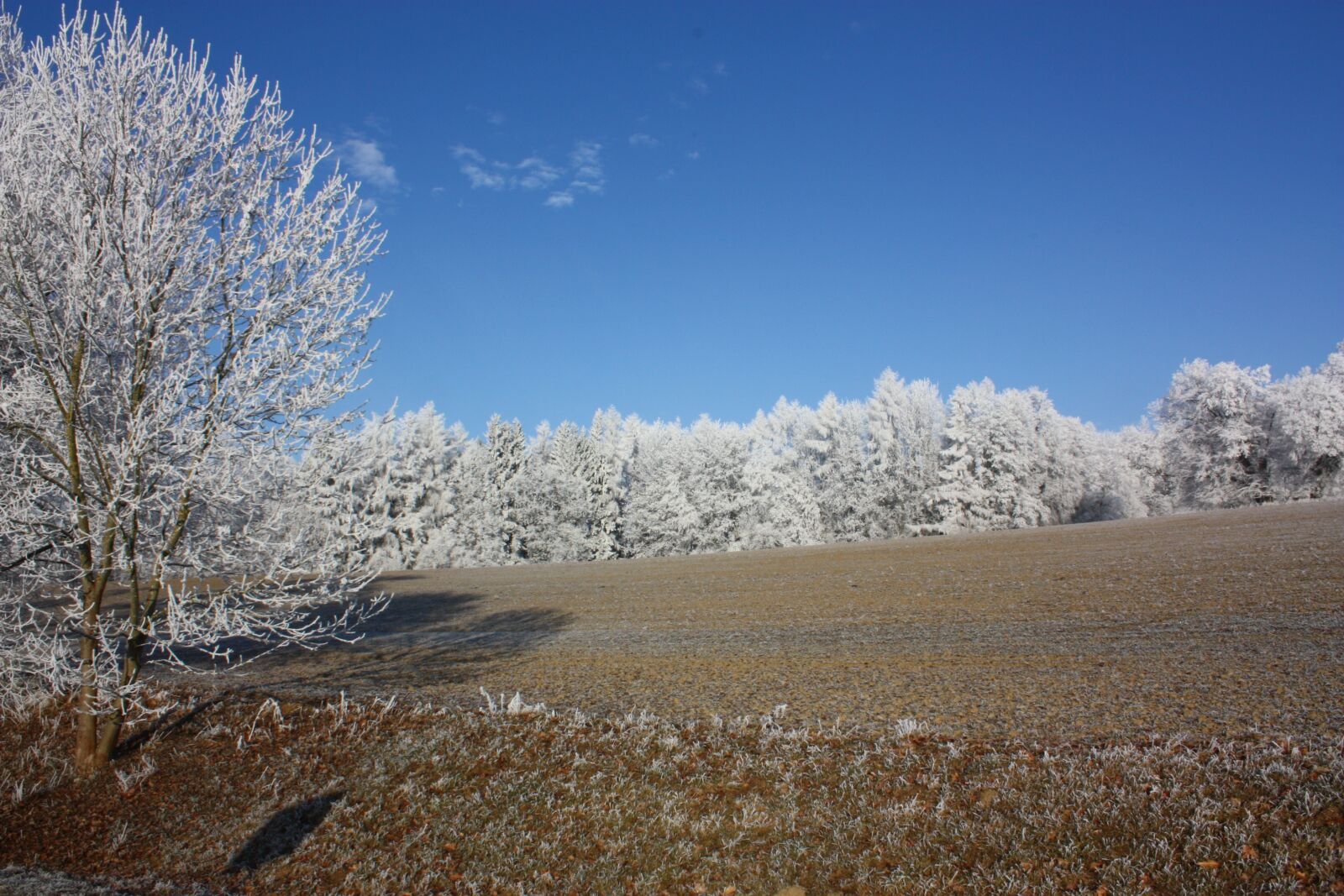 Canon EOS 450D (EOS Rebel XSi / EOS Kiss X2) sample photo. Hoarfrost, tree, winter photography