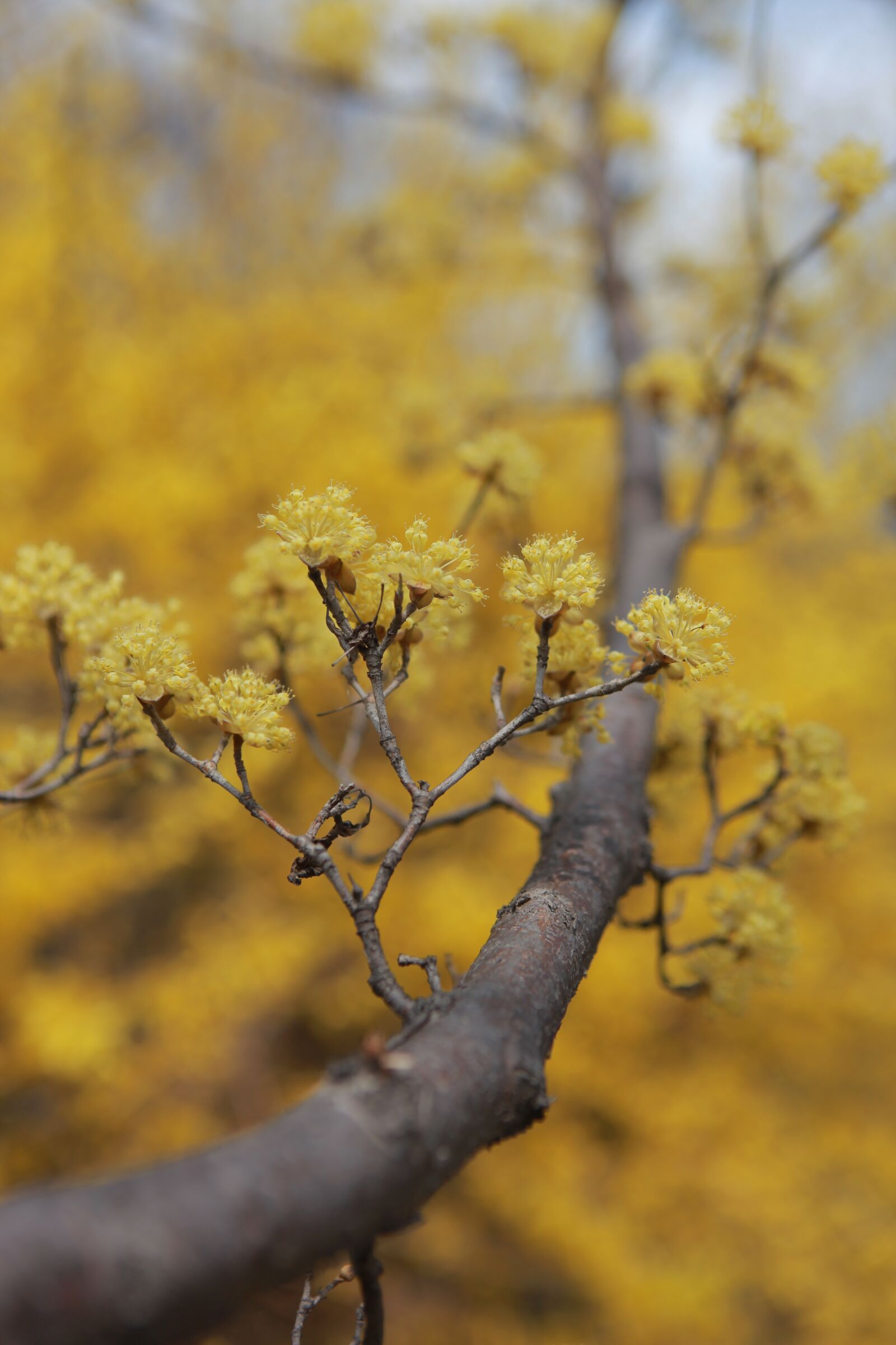 Canon EOS 5D Mark II sample photo. Cornus, flowers, wood photography
