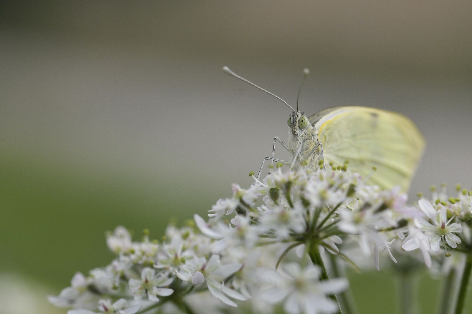 Nikon D300 sample photo. Butterfly, insect, nature photography