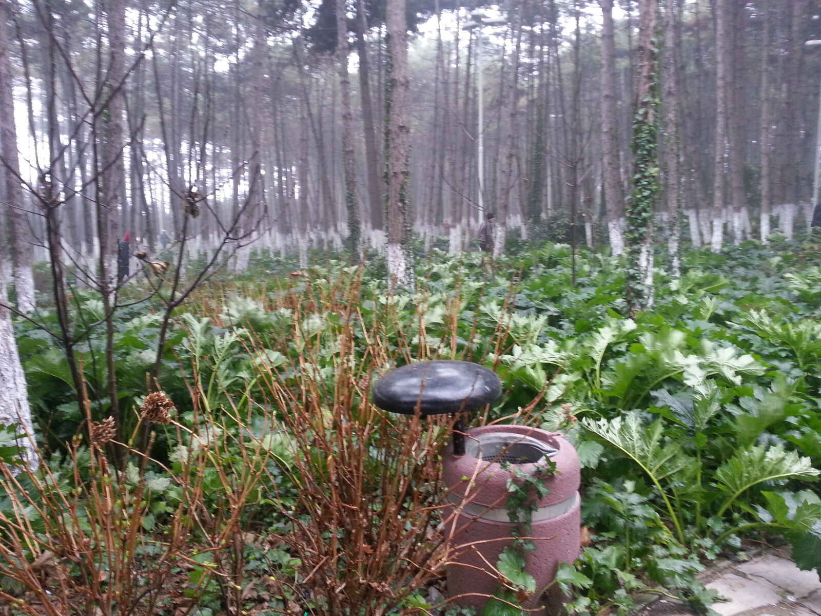 Samsung Galaxy S3 sample photo. Pine, grow photography
