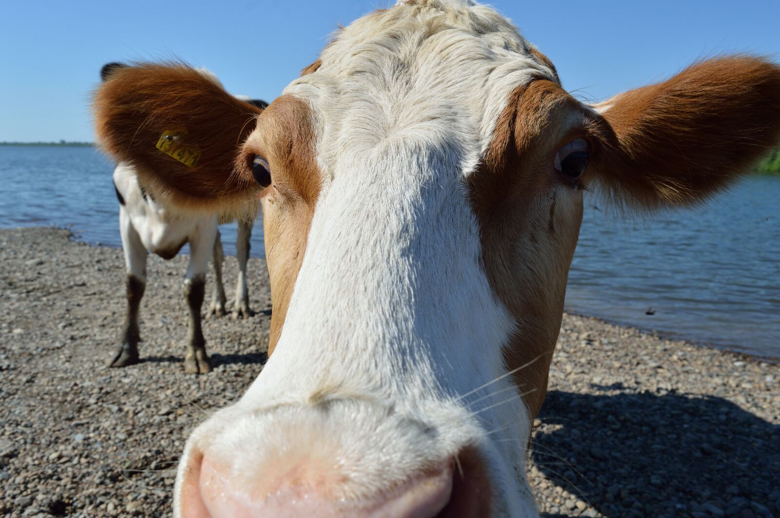 Nikon D3200 sample photo. Cow, river, summer photography