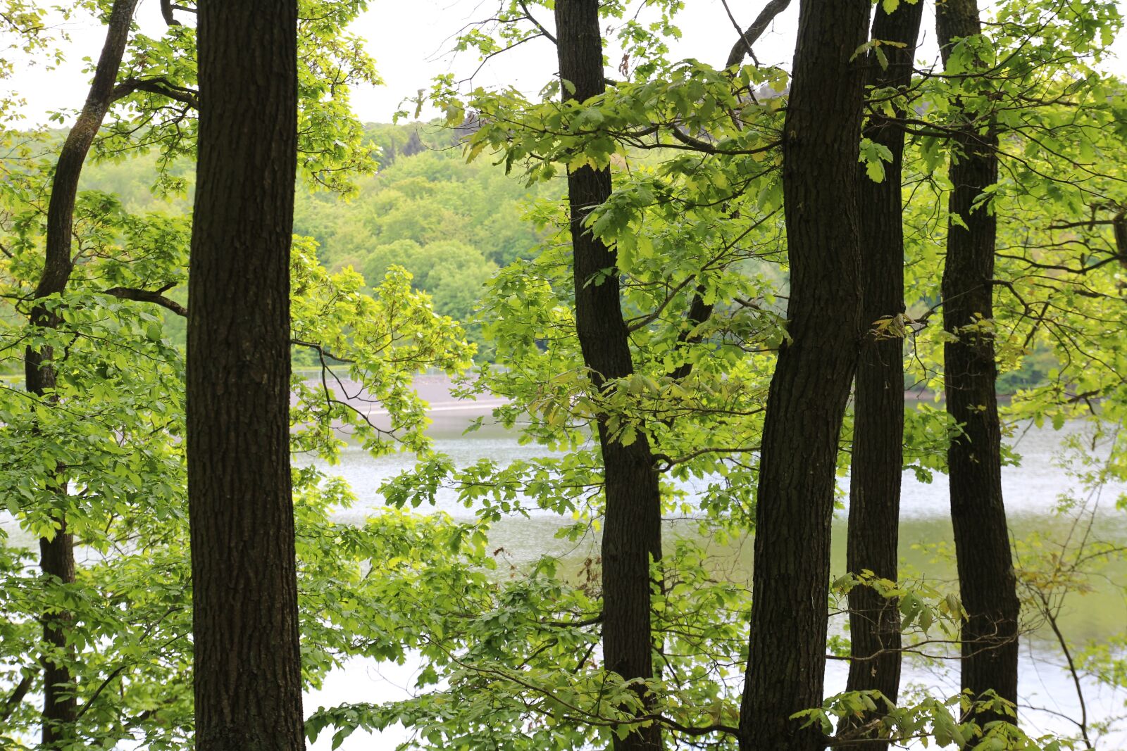 Canon EOS 650D (EOS Rebel T4i / EOS Kiss X6i) sample photo. Trees, lake, steinbach dam photography