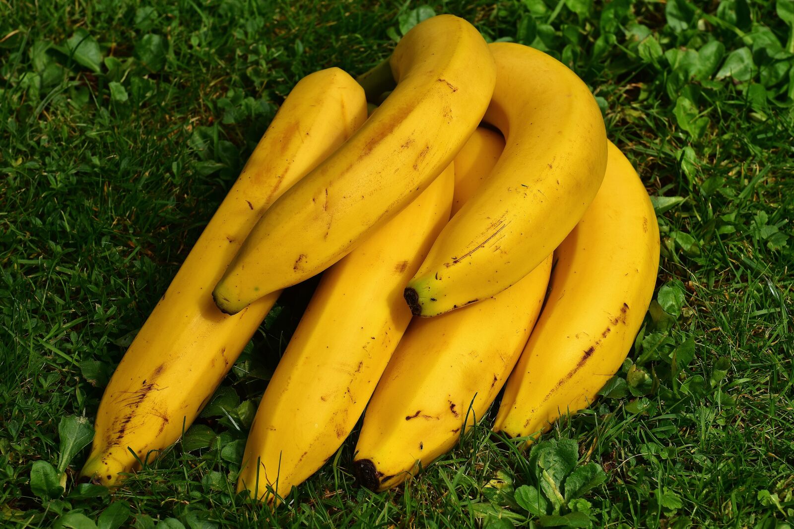 Nikon D7200 sample photo. Bananas, fruits, fruit photography