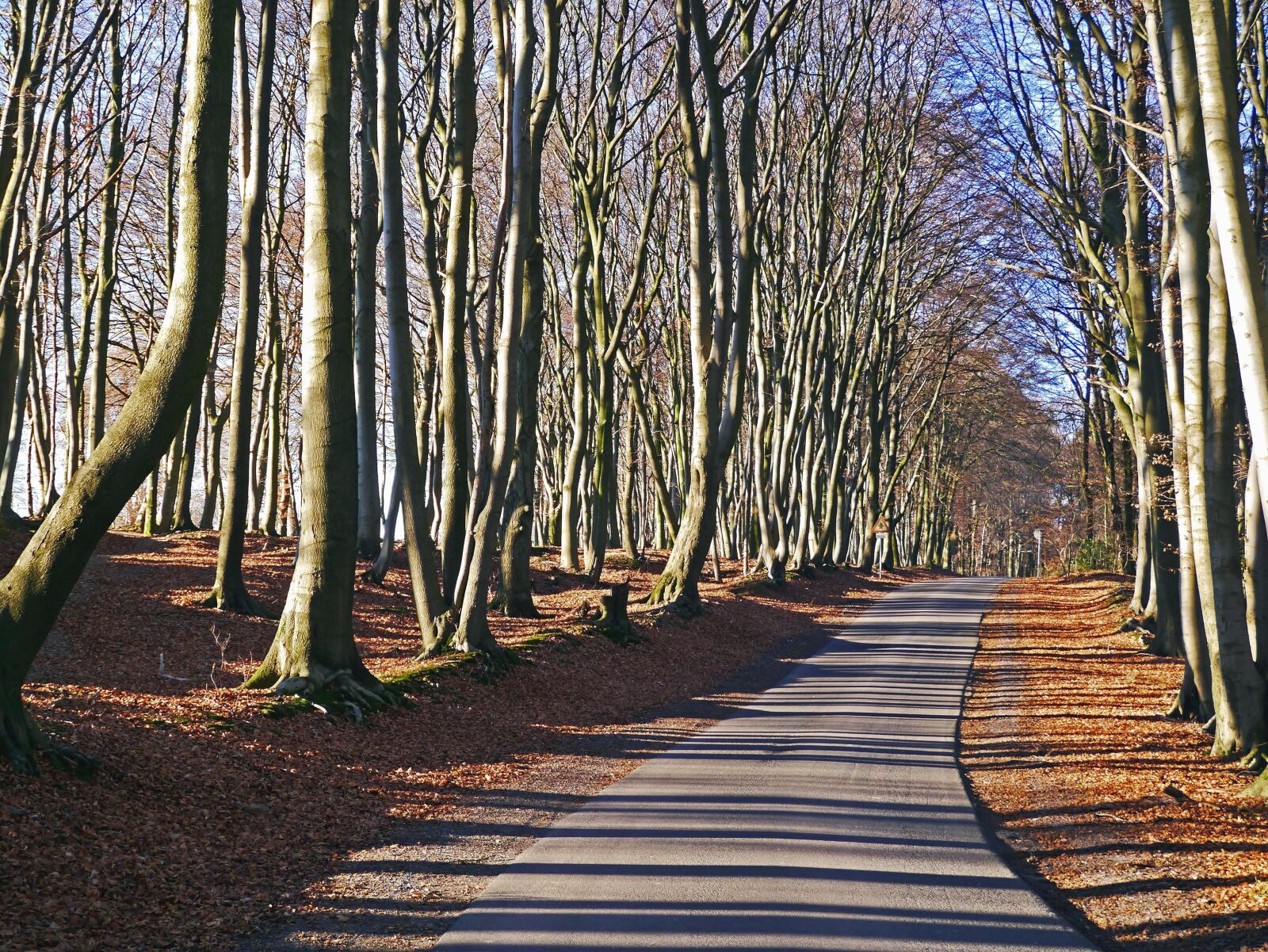 Panasonic Lumix DMC-GX1 sample photo. Road, asphalt, wood, park photography
