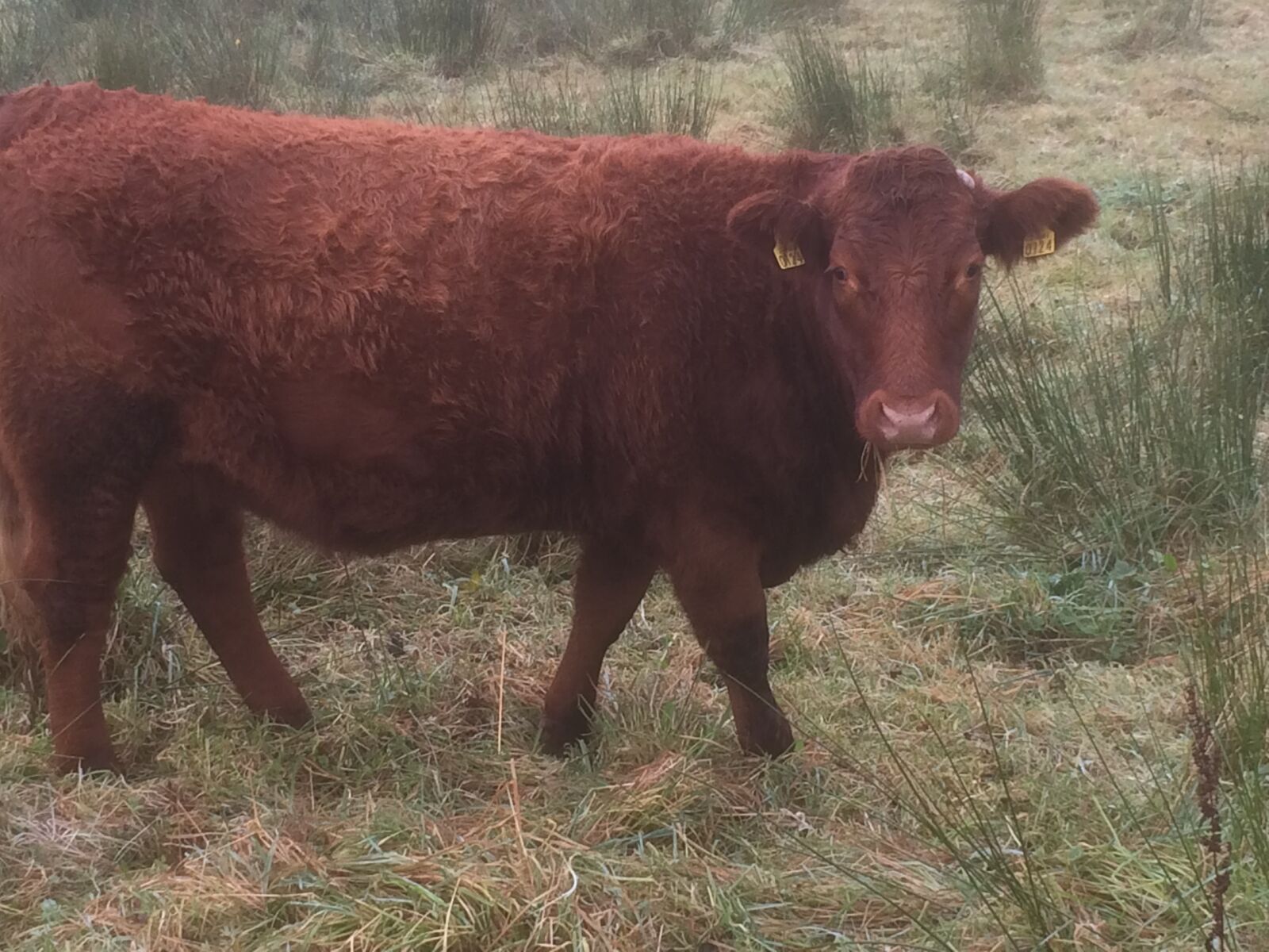 iPhone 5s back camera 4.15mm f/2.2 sample photo. Cattle, facial, expression photography