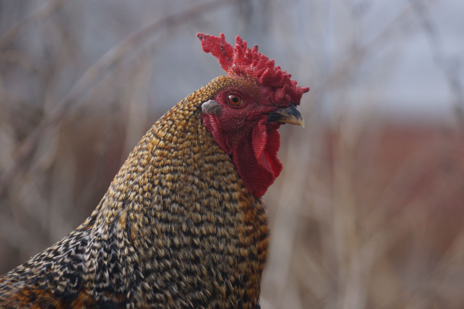 Sony SLT-A77 sample photo. Rooster, chicken, farm photography