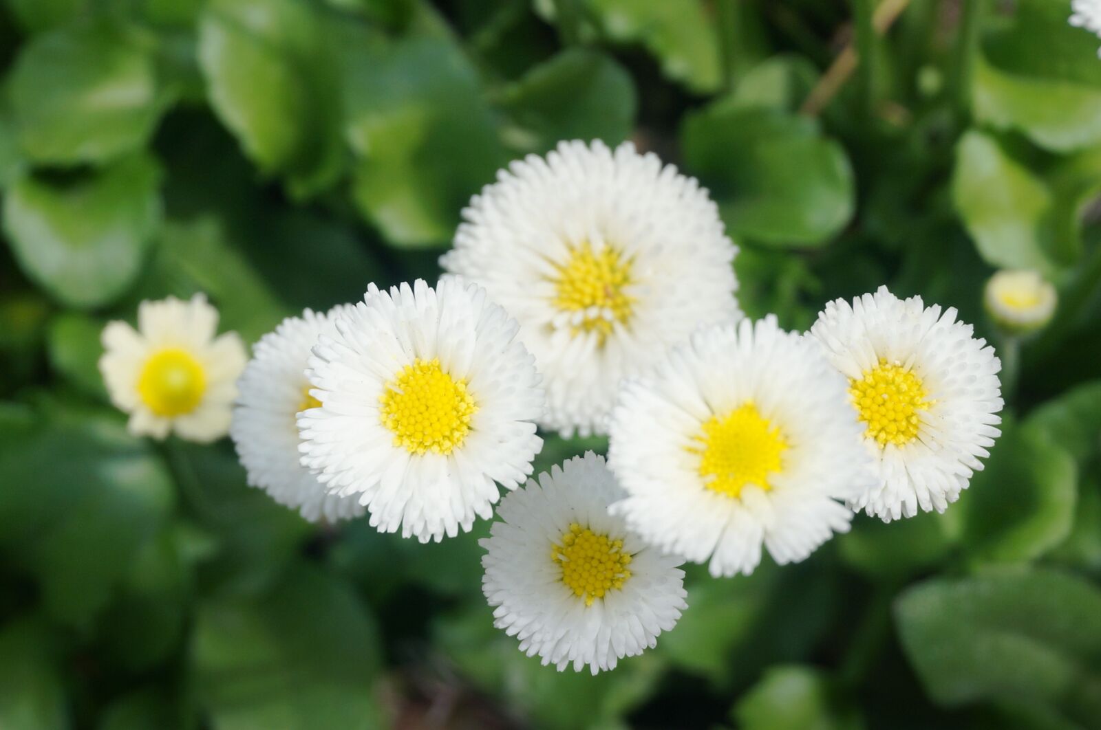Sony Alpha NEX-5T sample photo. Daisy, yellow, yellow flower photography