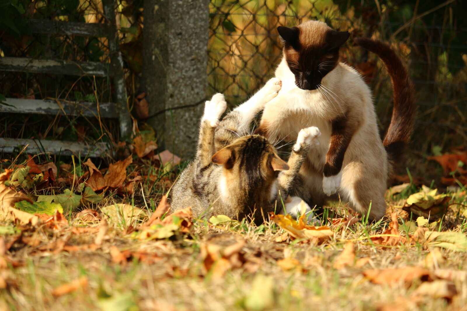 Canon EOS 100D (EOS Rebel SL1 / EOS Kiss X7) sample photo. Cat, play, fight photography