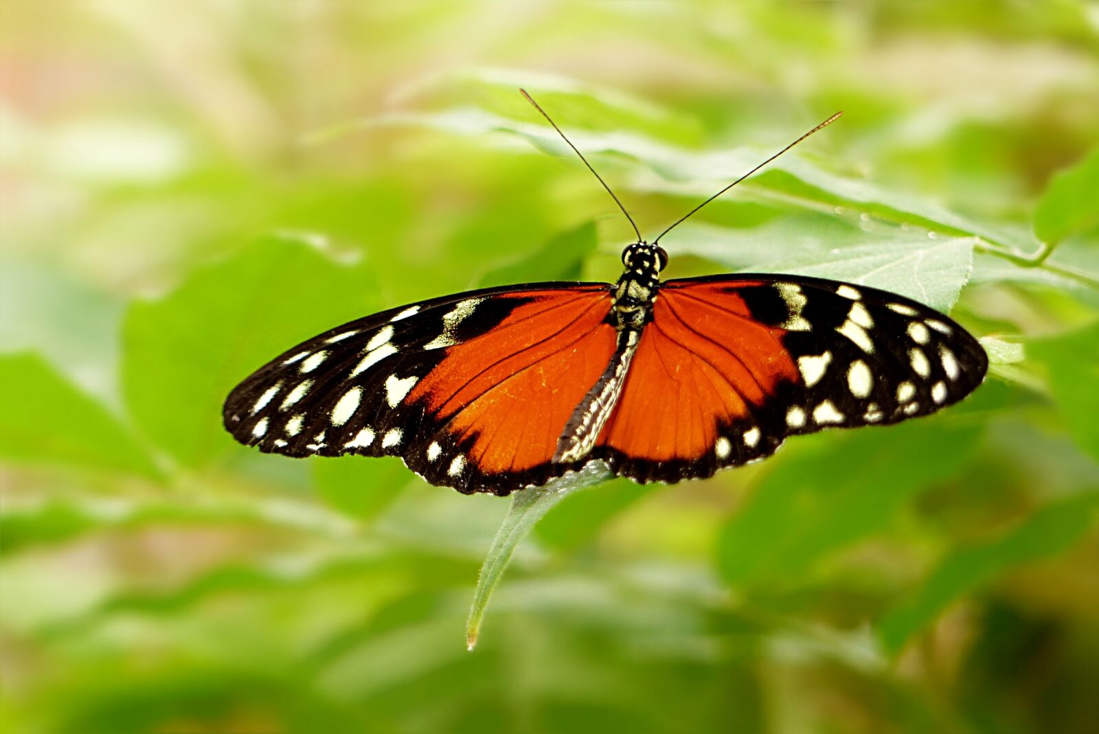Panasonic Lumix DMC-FZ200 sample photo. Nature, insect, butterfly photography