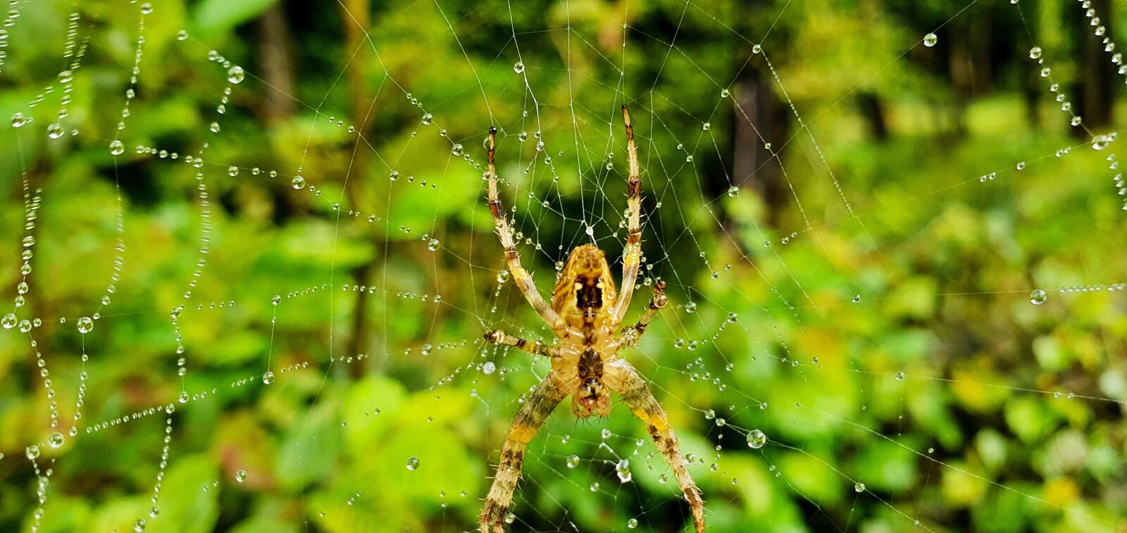 Samsung Galaxy S10e sample photo. Cobweb, spider, forest photography
