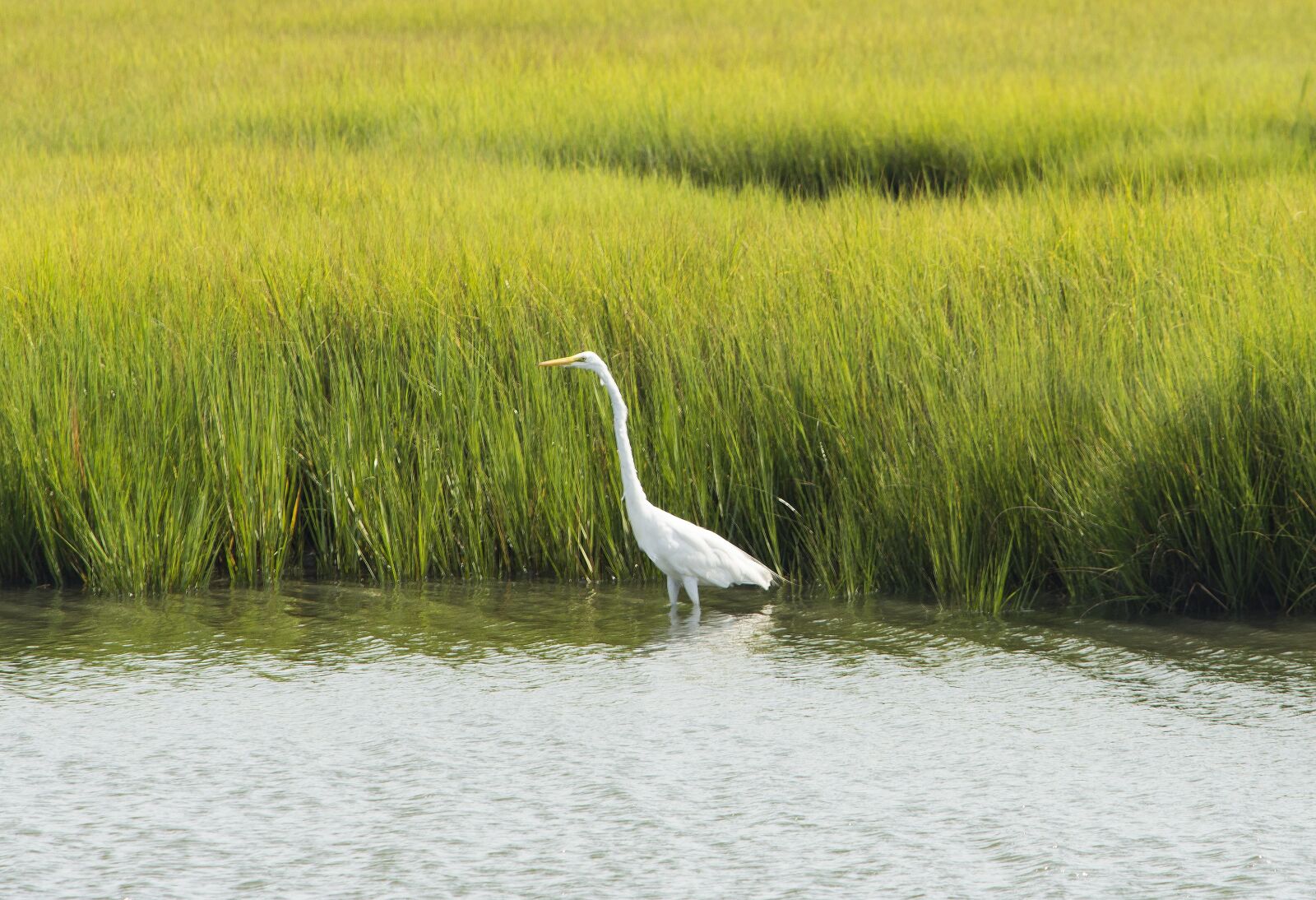 Nikon D7200 sample photo. Bird, heron, wildlife photography