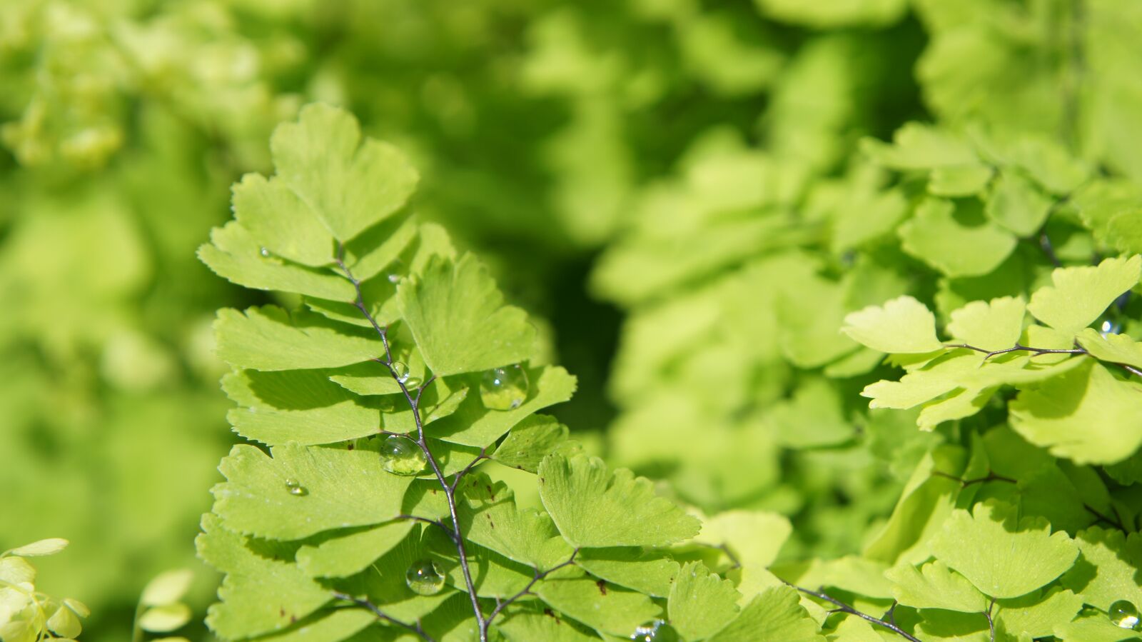Sony SLT-A55 (SLT-A55V) sample photo. Leaves, green, nature photography